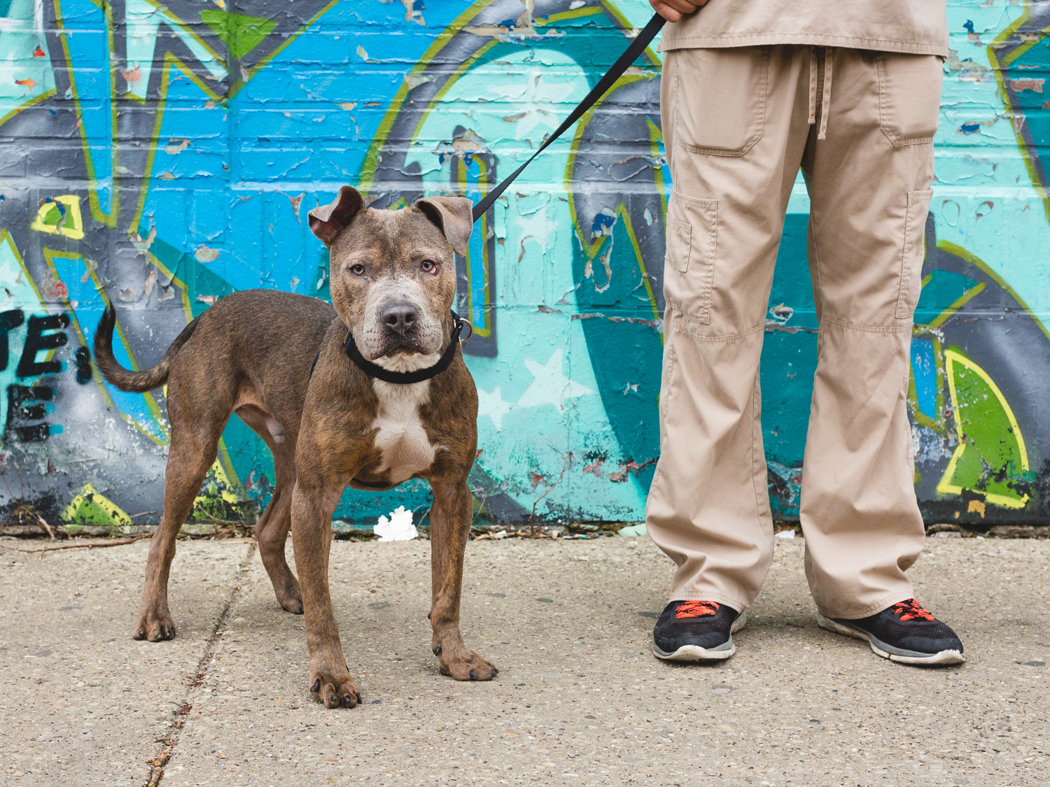 American Staffordshire Mix At PAWS Chicago