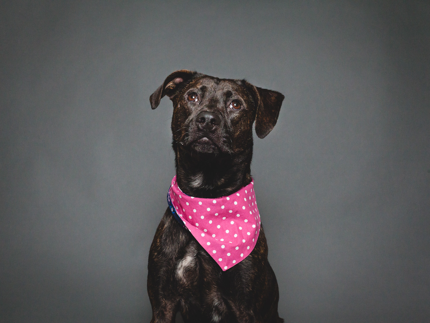 Adoptable Terrier Mix At PAWS Chicago
