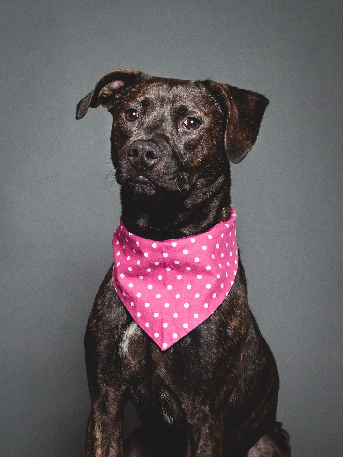 Adoptable Terrier Mix At PAWS Chicago