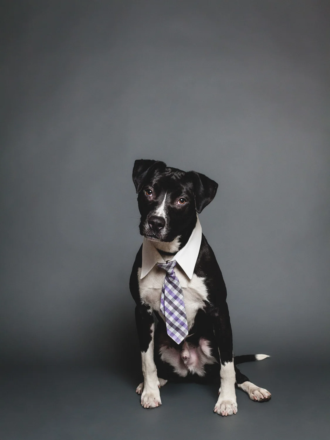 Adoptable Labrador Retriever Mix At PAWS Chicago