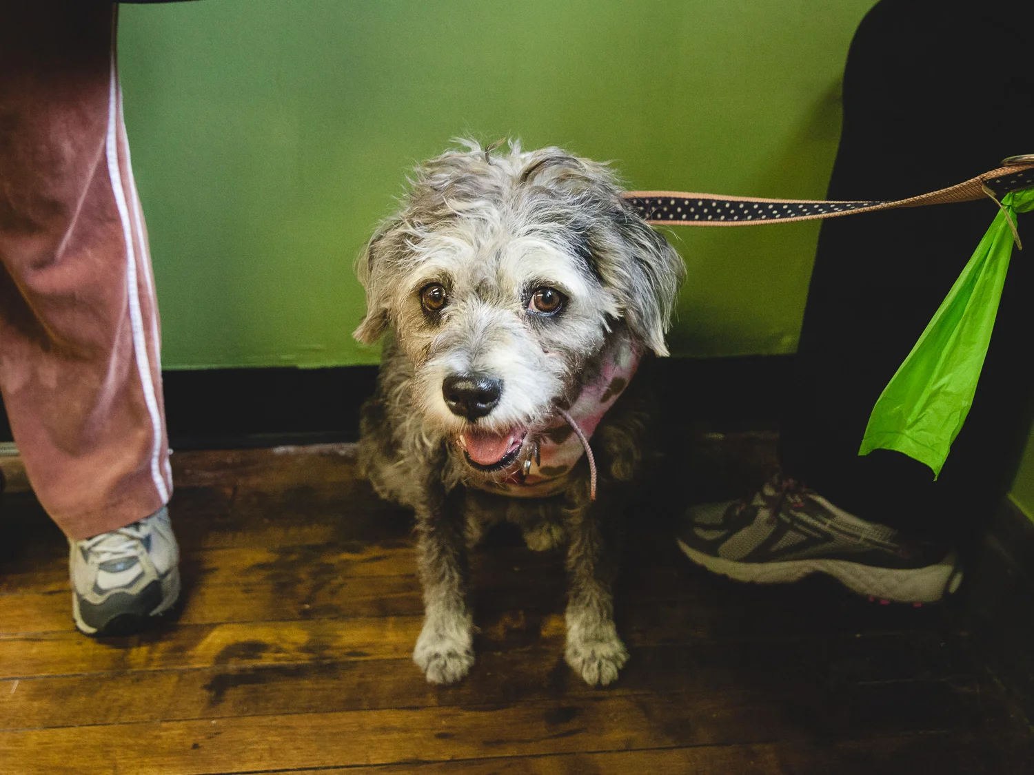 Heart Of Chicago Grooming