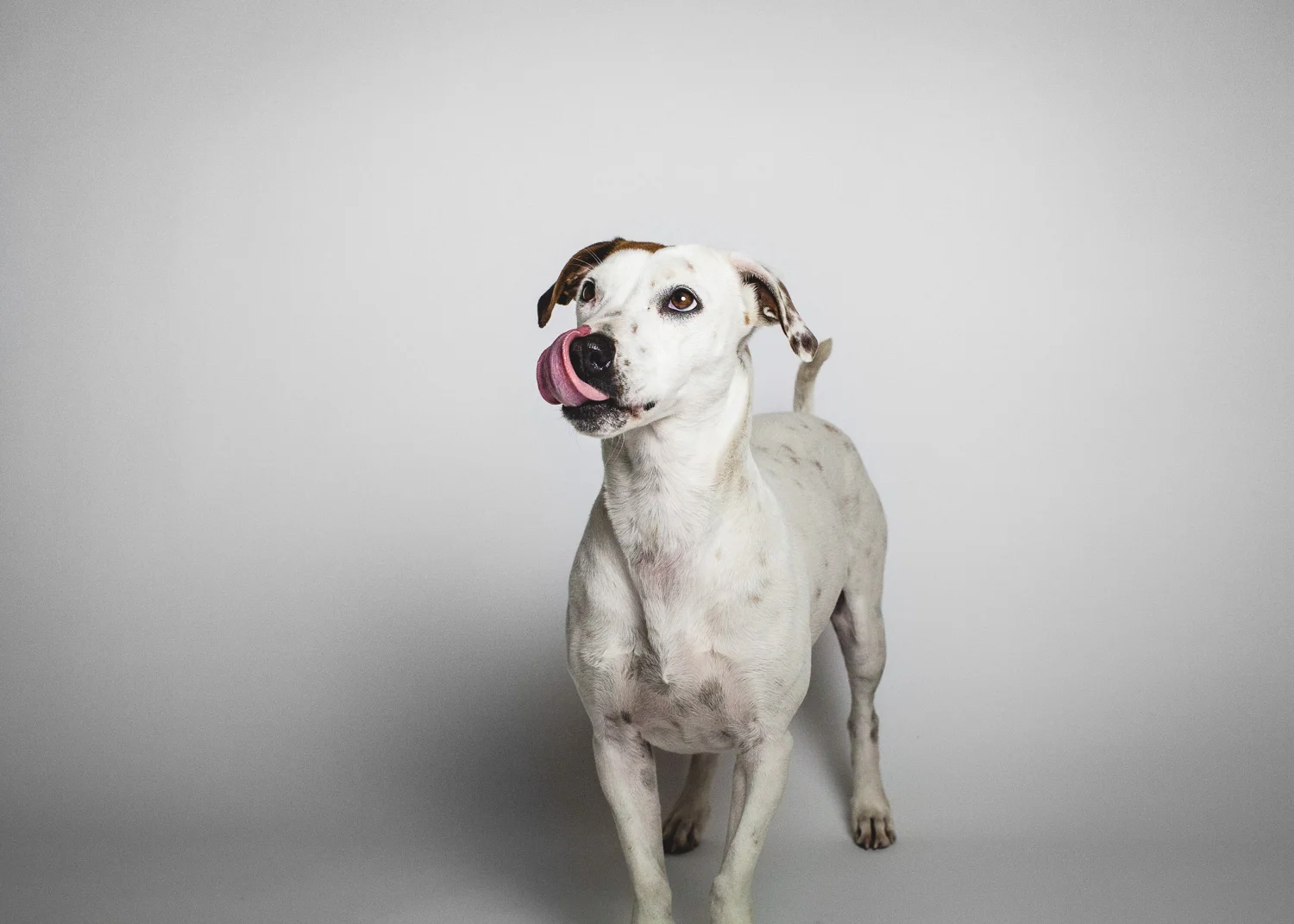 Jack Russell Terrier Mix | PAWS Chicago