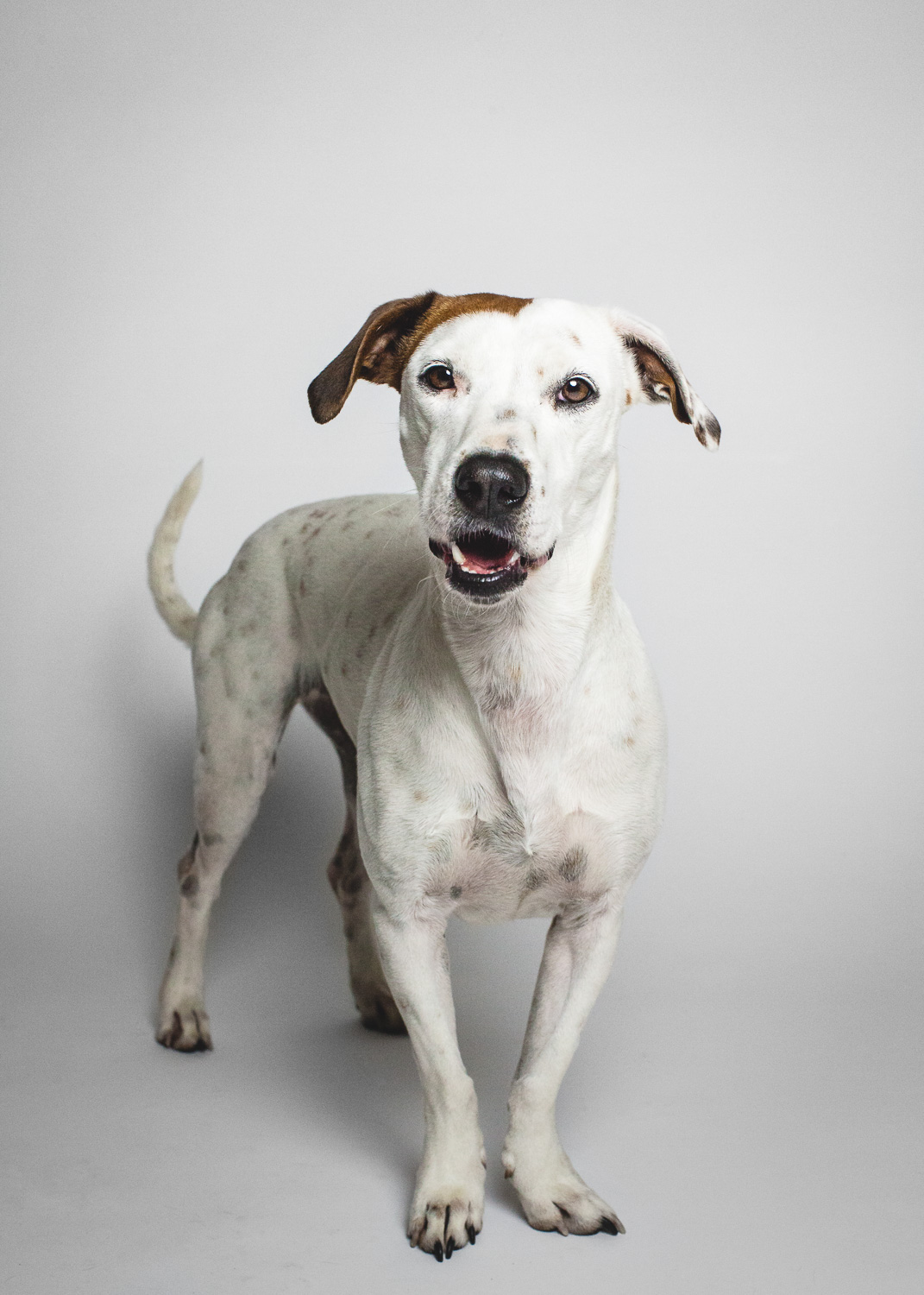 Jack Russell Terrier Mix | PAWS Chicago