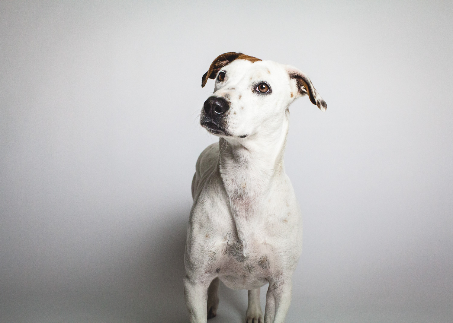 Jack Russell Terrier Mix | PAWS Chicago