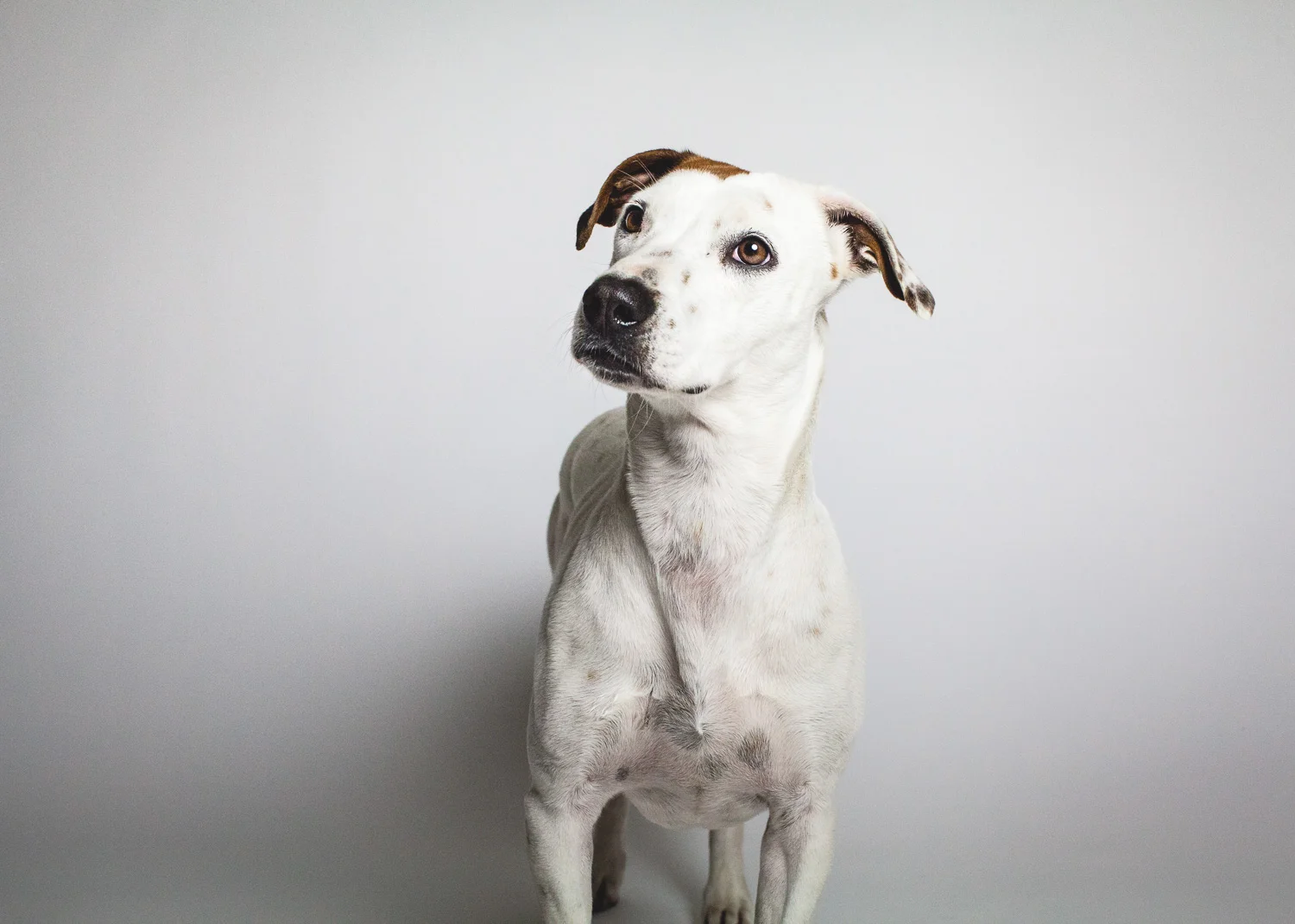 Jack Russell Terrier Mix | PAWS Chicago