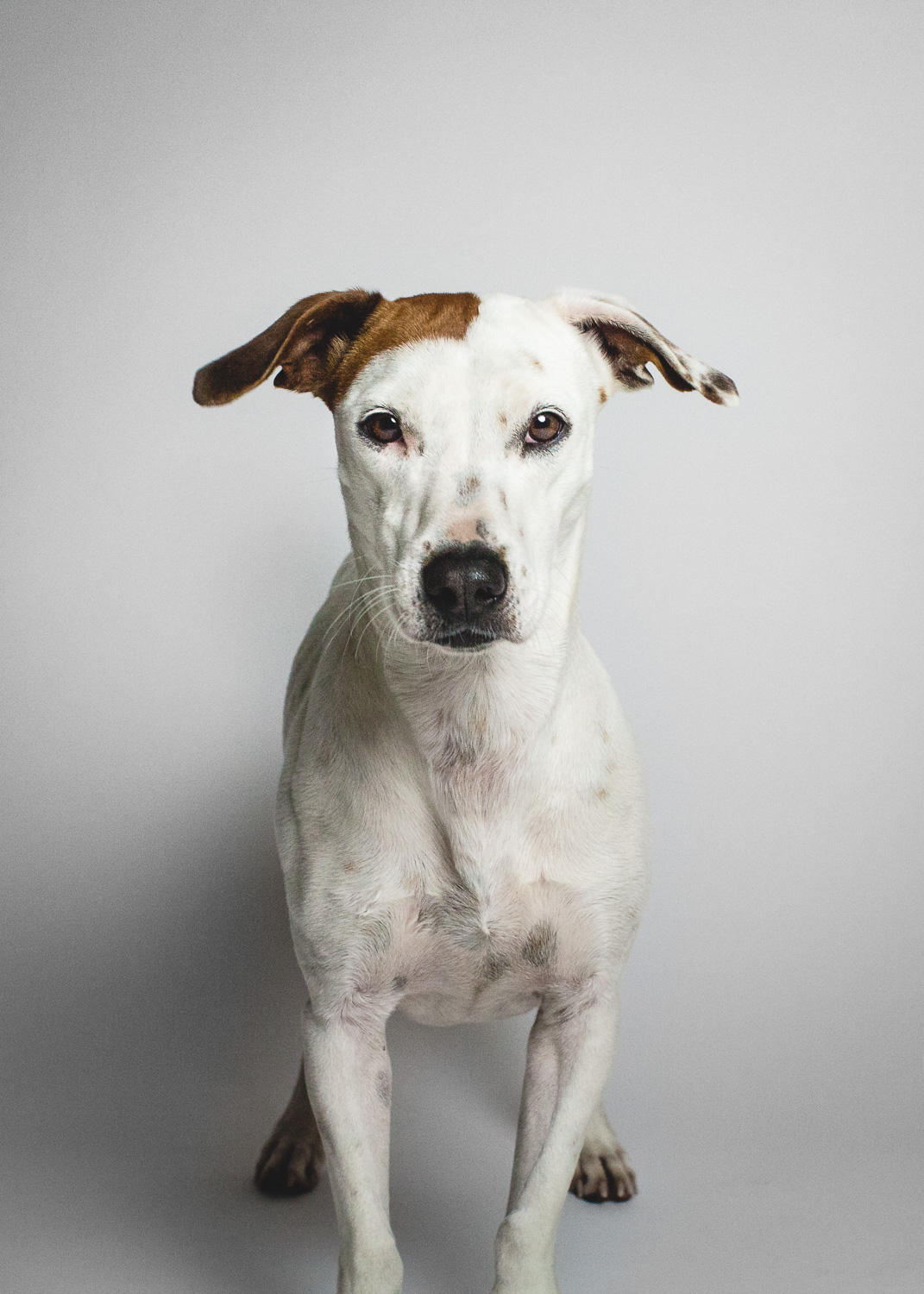 Jack Russell Terrier Mix | PAWS Chicago