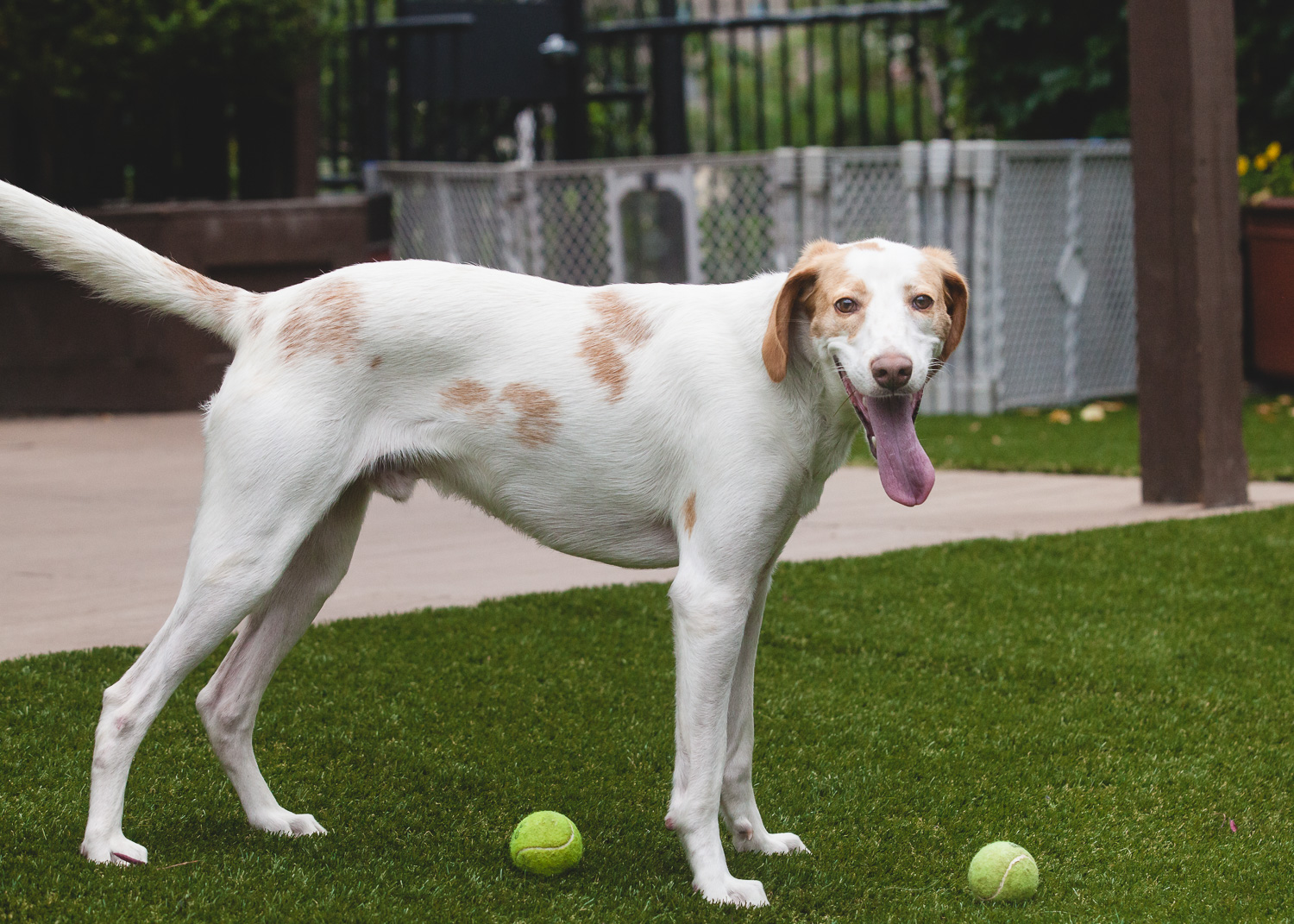 Adoptable Hound Mix At PAWS Chicago