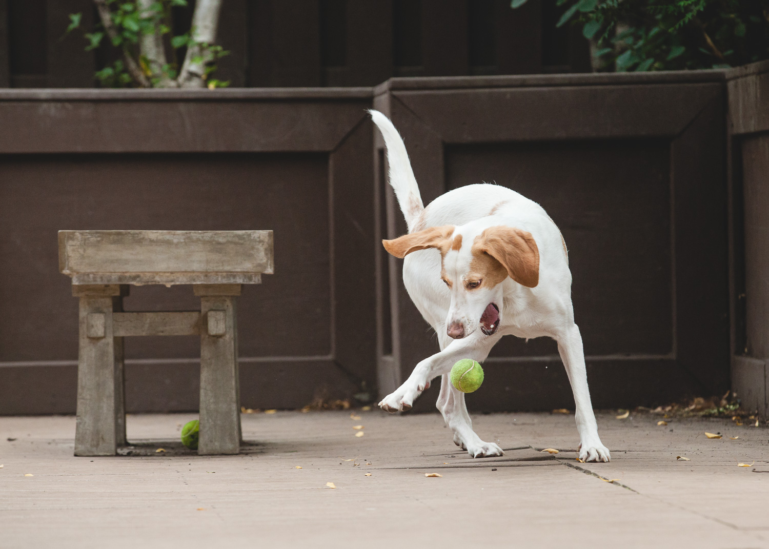 Adoptable Hound Mix At PAWS Chicago