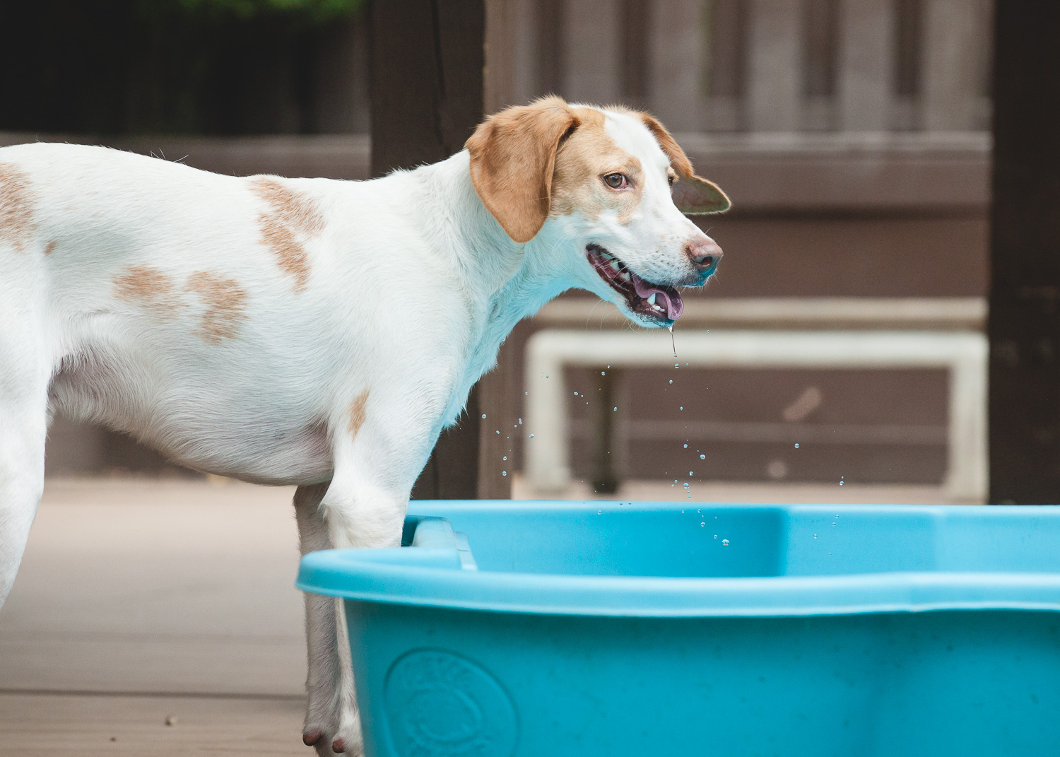 Adoptable Hound Mix At PAWS Chicago