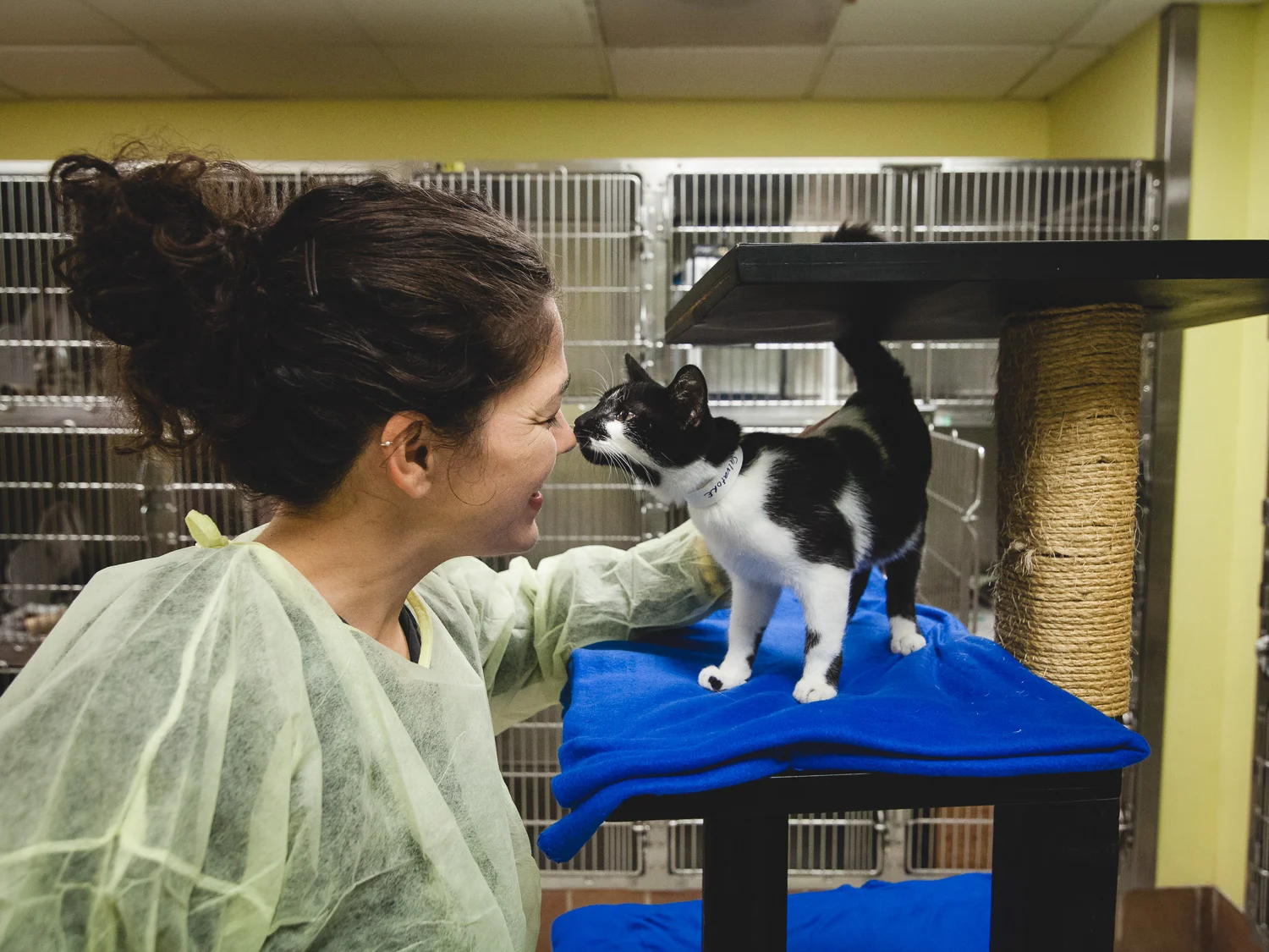 Salvatore, Chicago Animal Care and Control