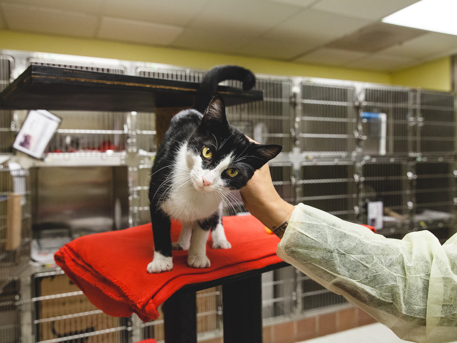 Adoptable Cat At Chicago Animal Care And Control