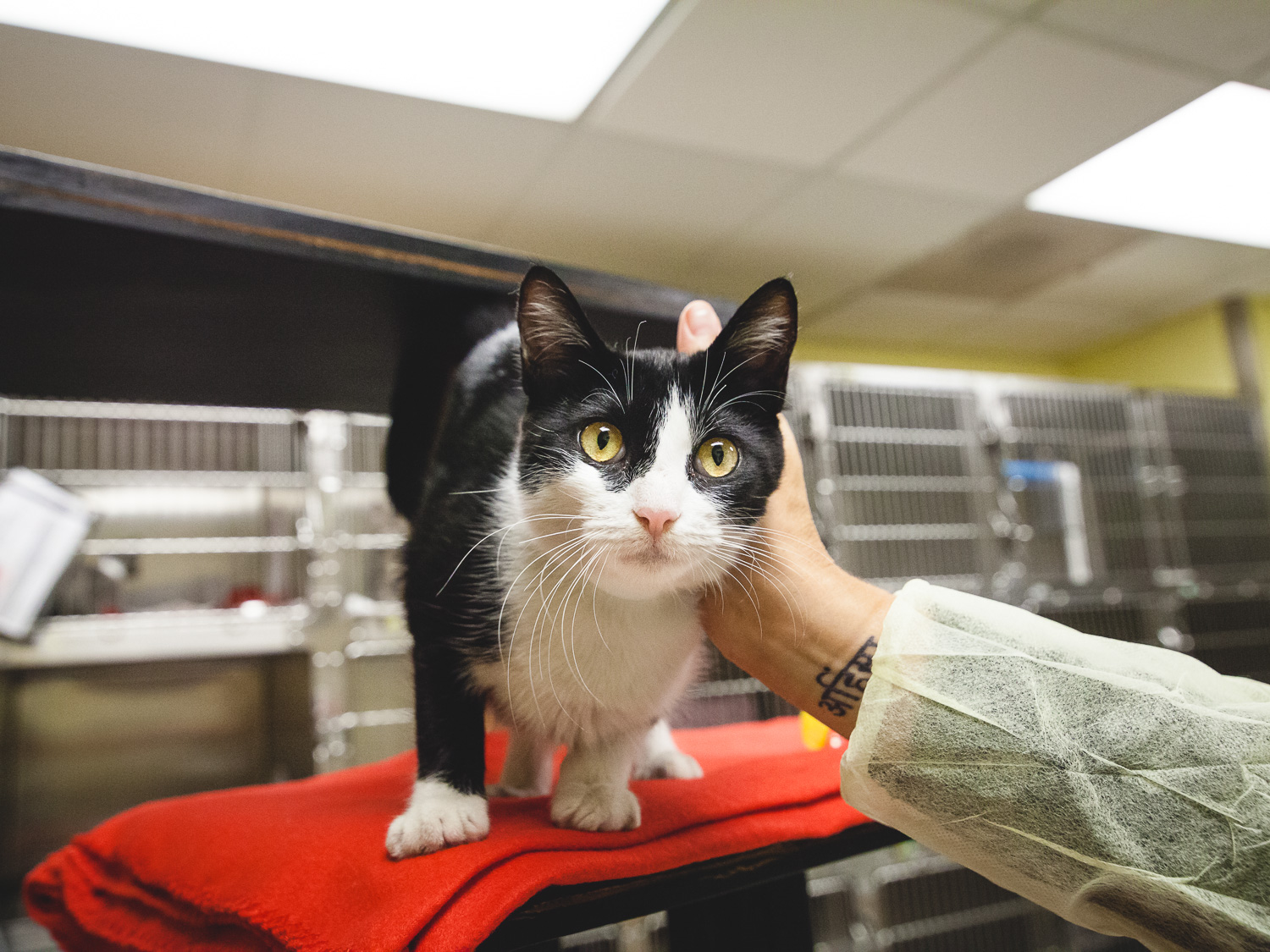 Adoptable Cat At Chicago Animal Care And Control