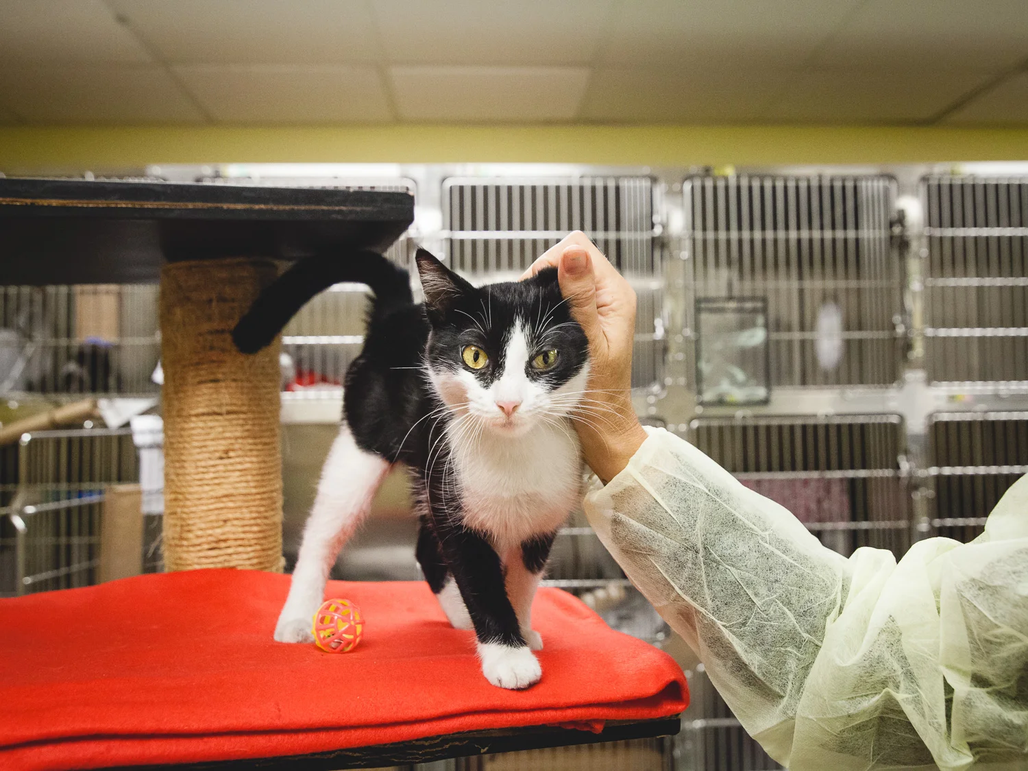 Adoptable Cat At Chicago Animal Care And Control