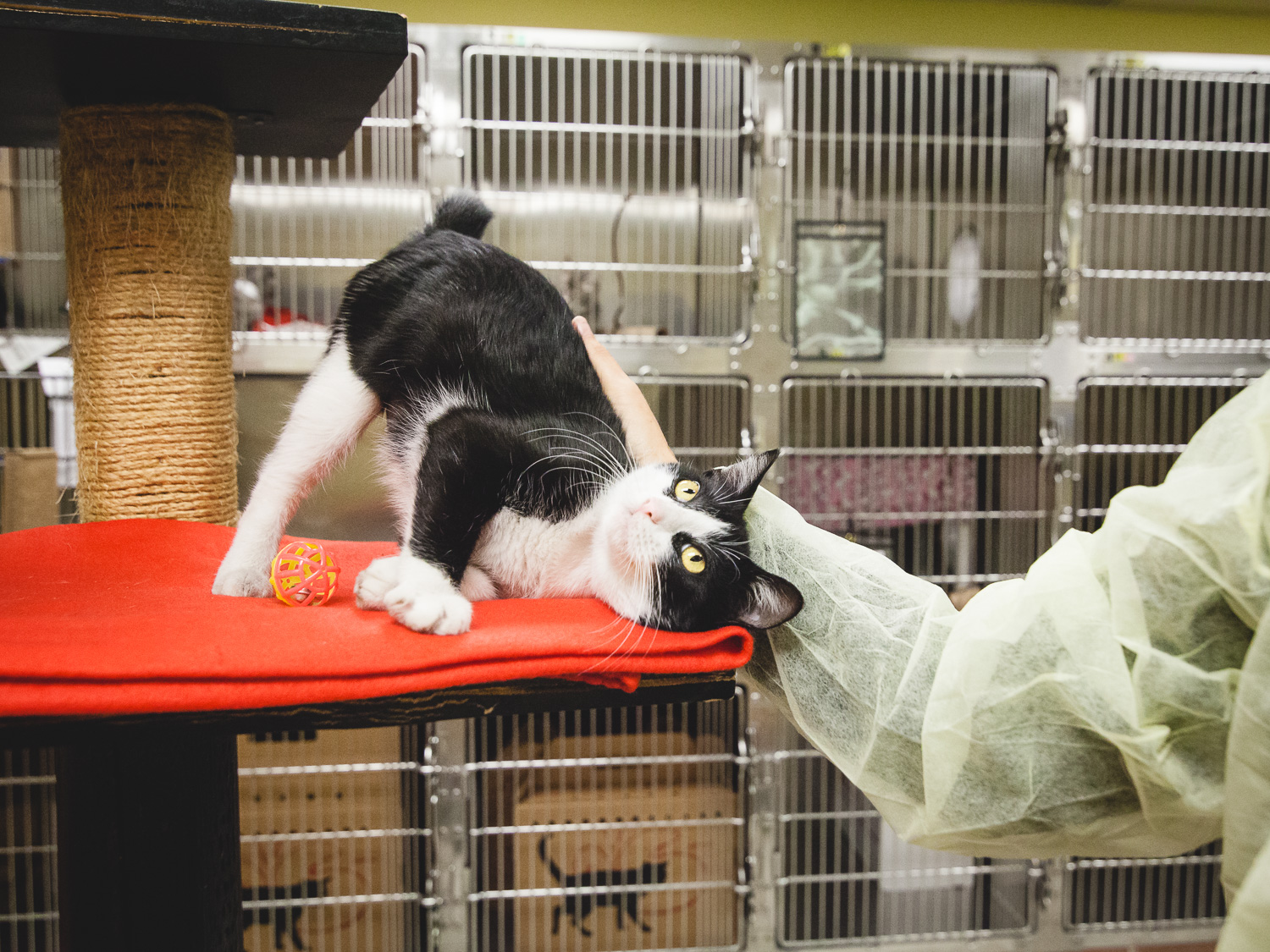 Adoptable Cat At Chicago Animal Care And Control