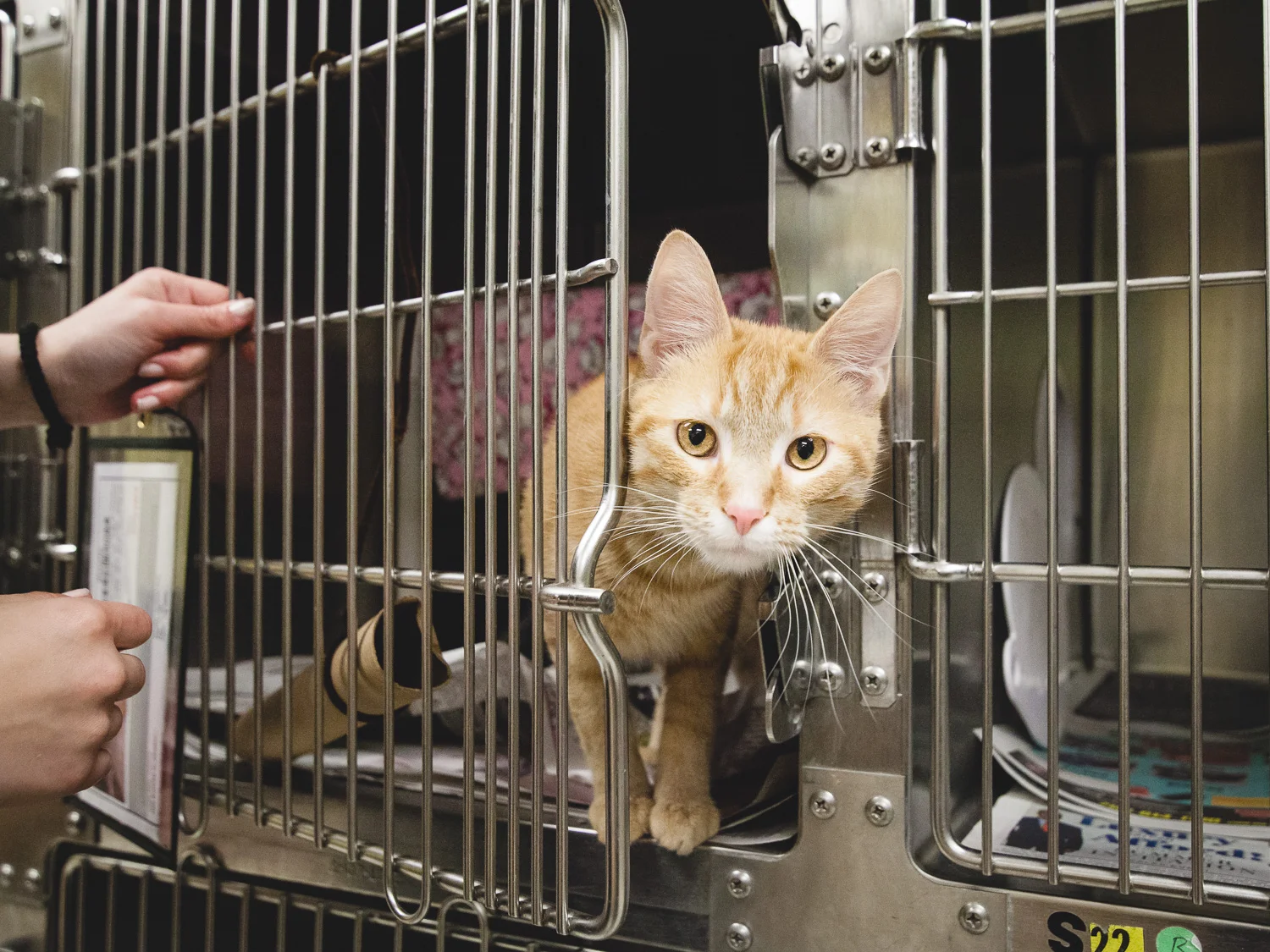 Adoptable Cat At Chicago Animal Care And Control
