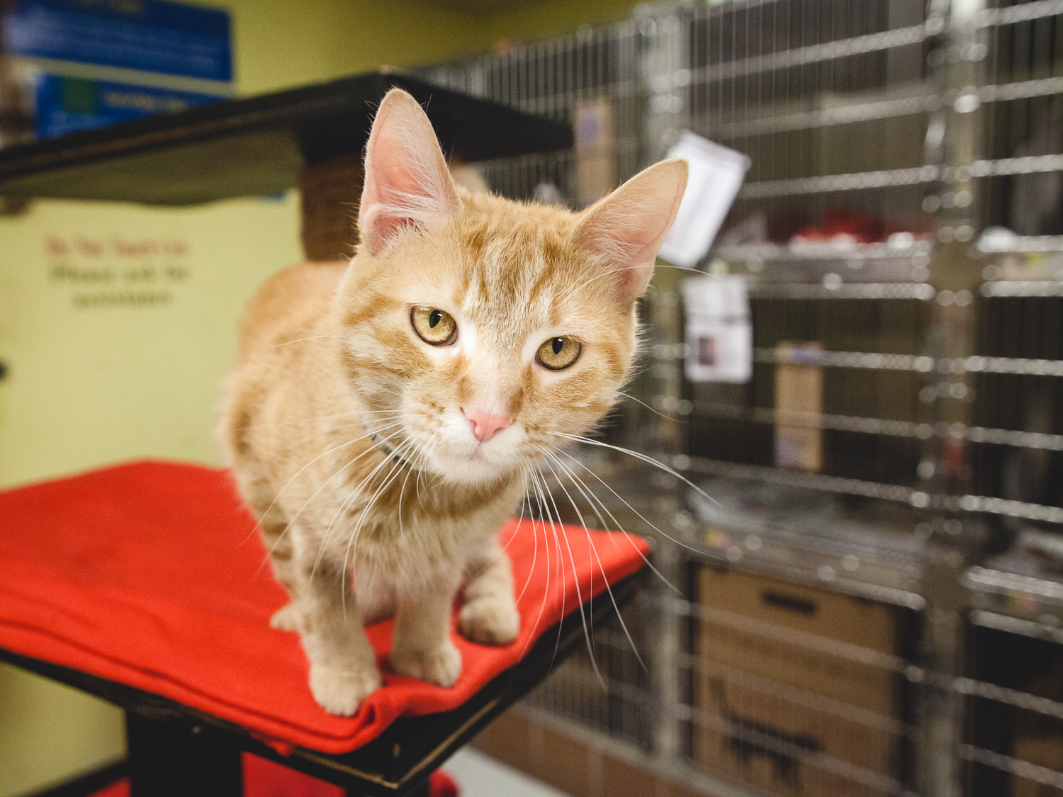 Adoptable Cat At Chicago Animal Care And Control