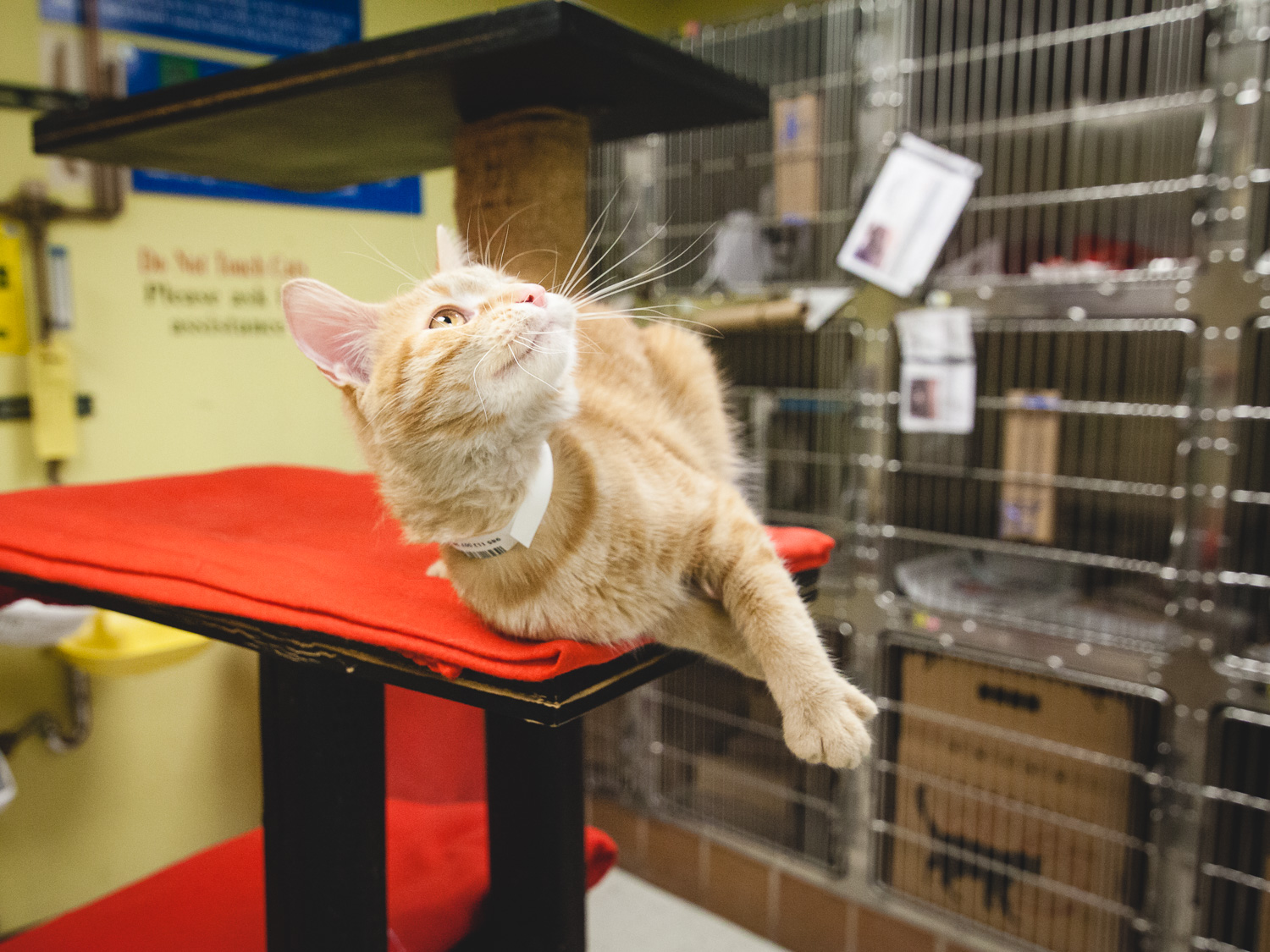 Adoptable Cat At Chicago Animal Care And Control