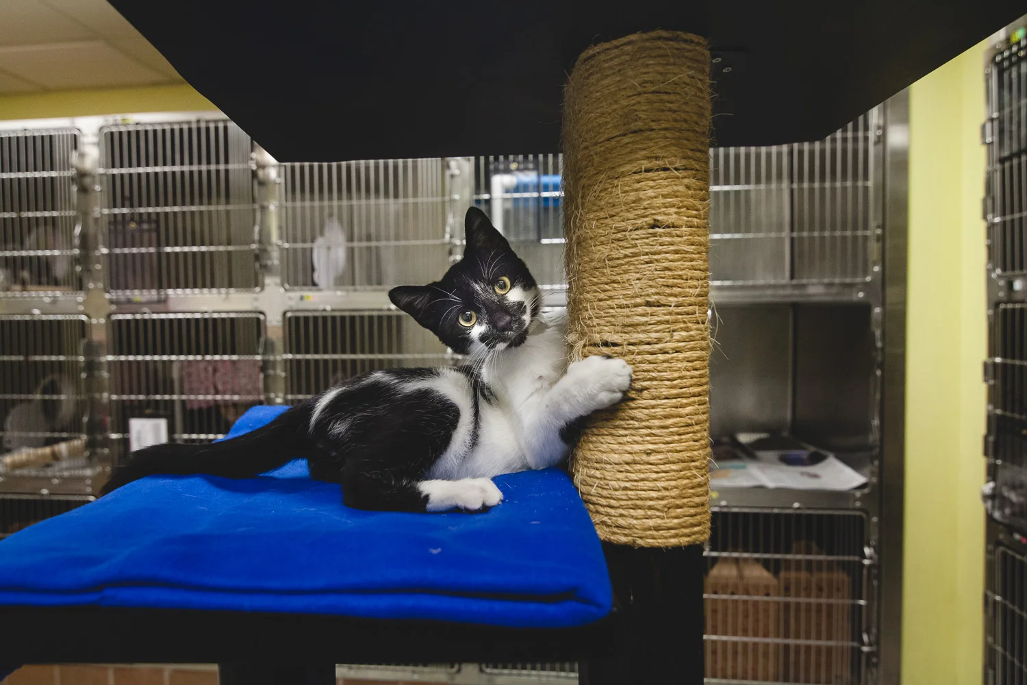 Adoptable Cat At Chicago Animal Care And Control