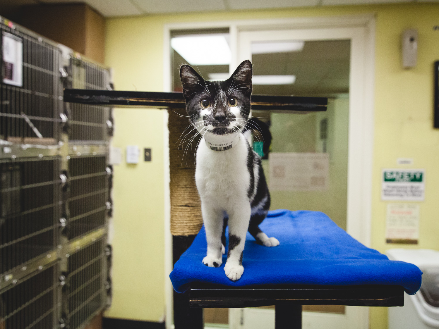 Adoptable Cat At Chicago Animal Care And Control