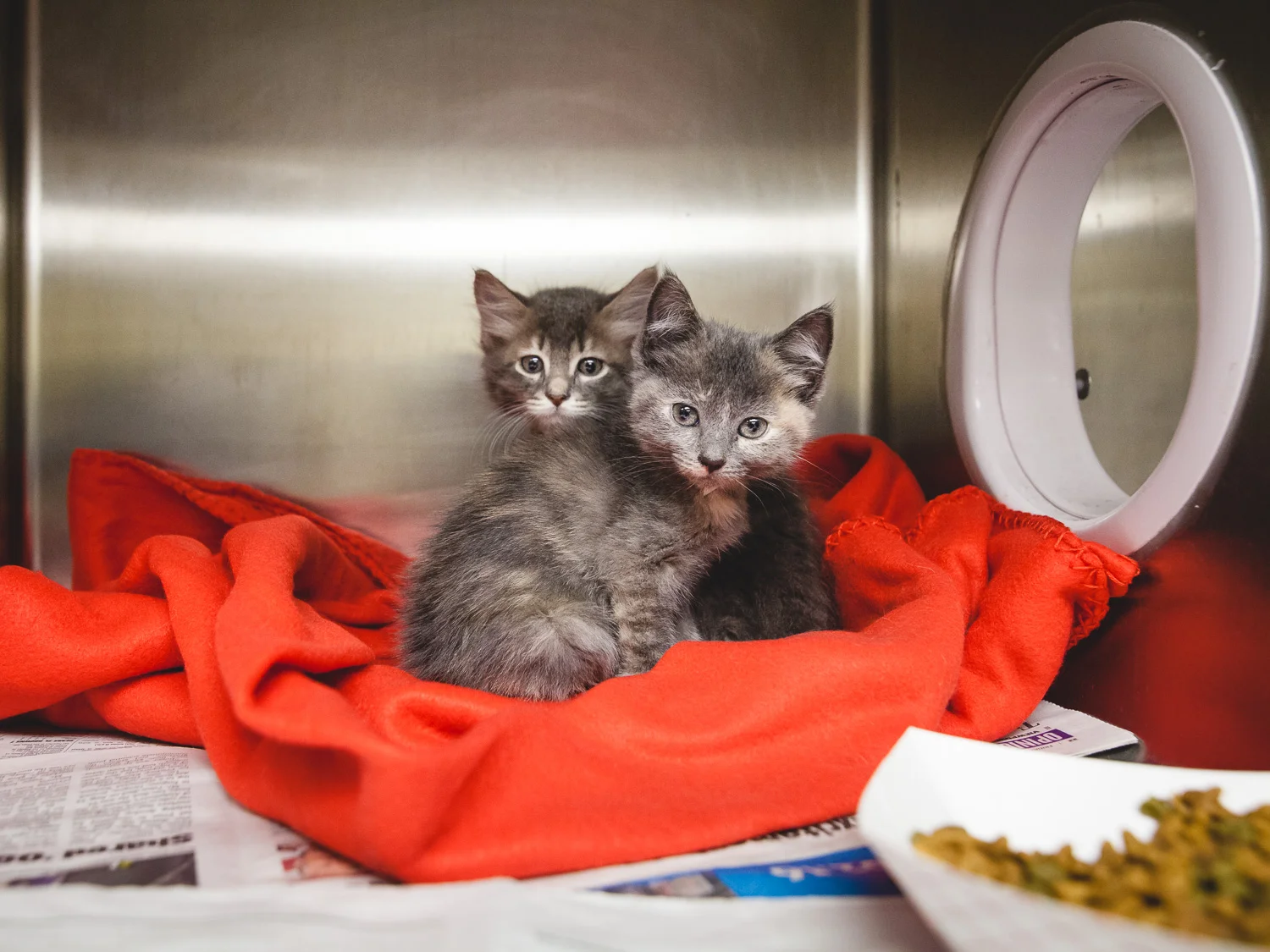 Adoptable Cat At Chicago Animal Care And Control