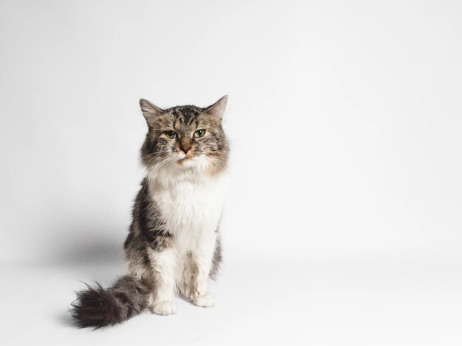 Adoptable Cat Available At Chicago Animal Care And Control