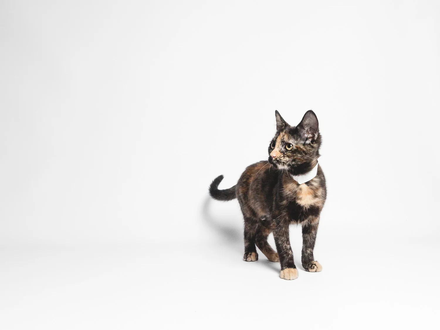 Adoptable Cat Available At Chicago Animal Care And Control