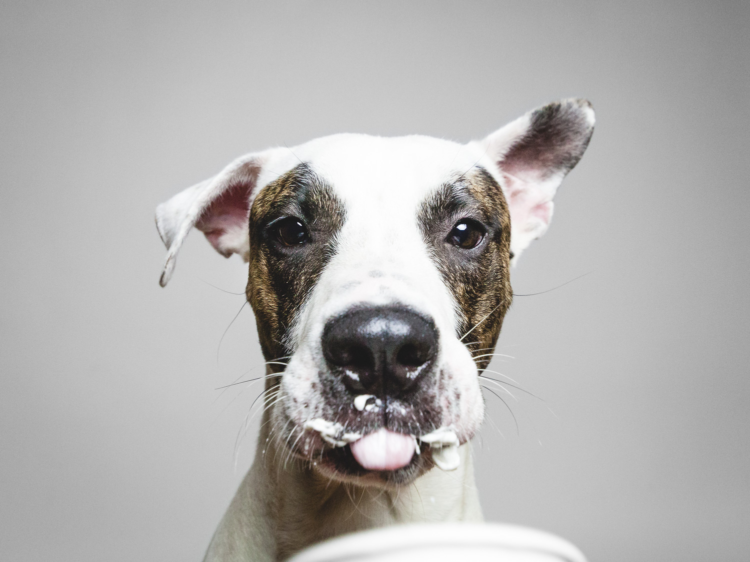 Chicago Rescue Dogs Enjoying A Puppuccino