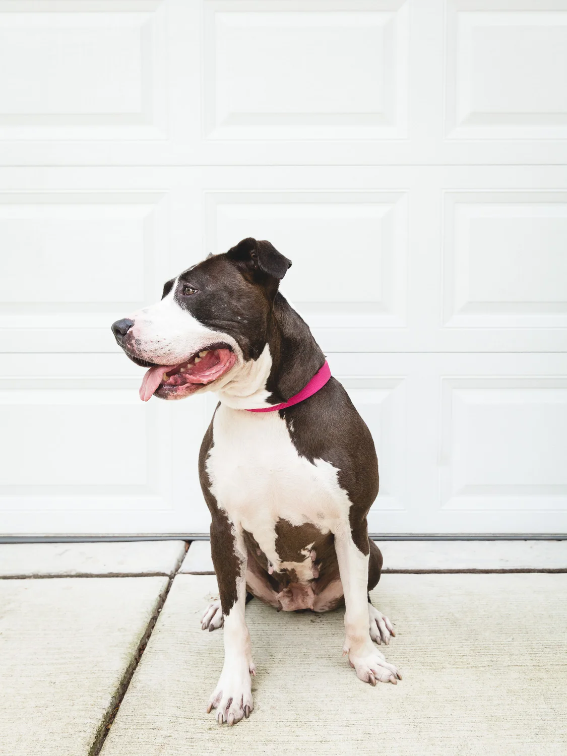 Pit Bull Rescue Near Chicago