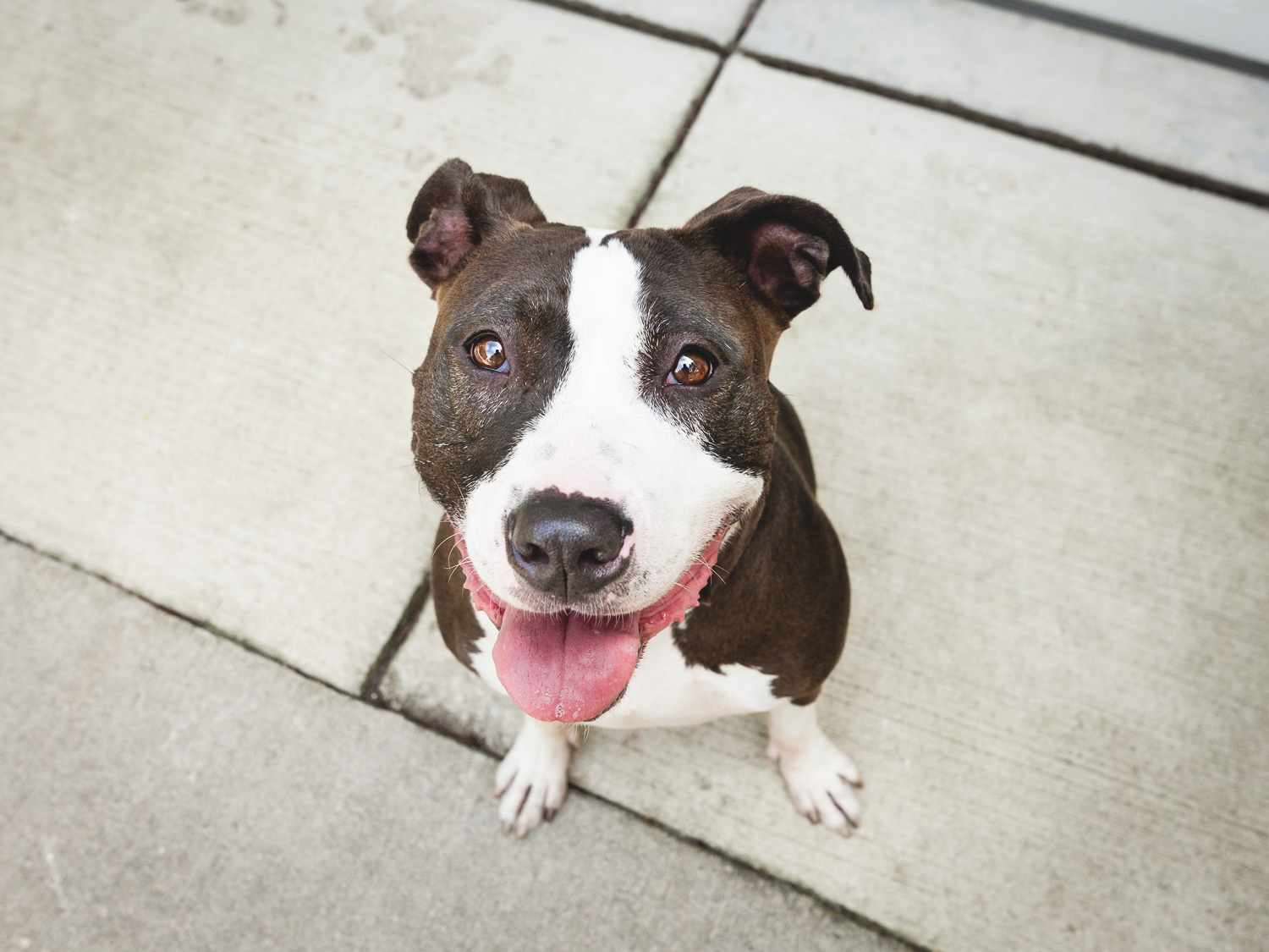 Adoptable Pit Bull | Lulu's Locker Rescue