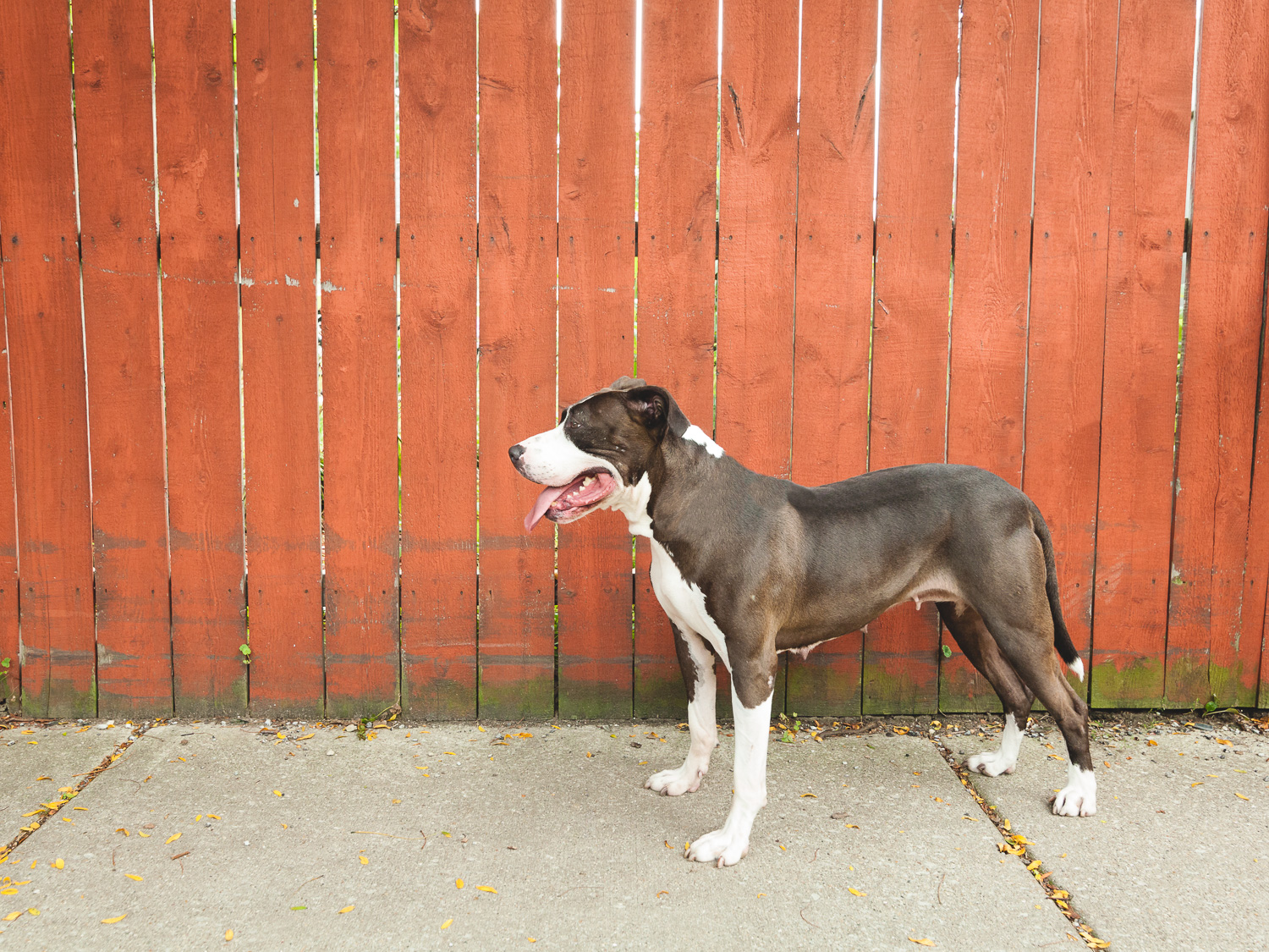 Adoptable Pit Bull | Lulu's Locker Rescue