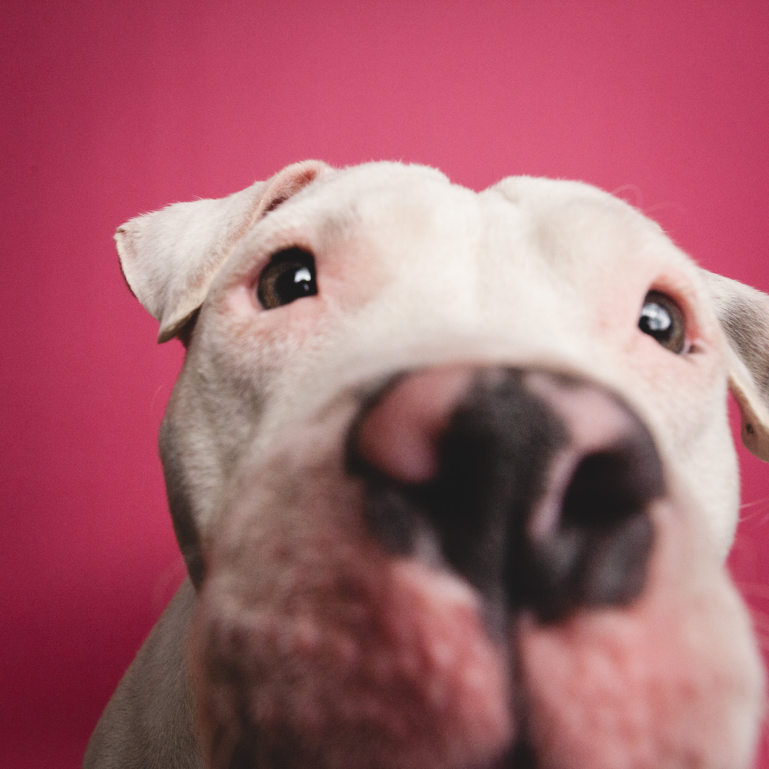 Chicago Dog Photographer