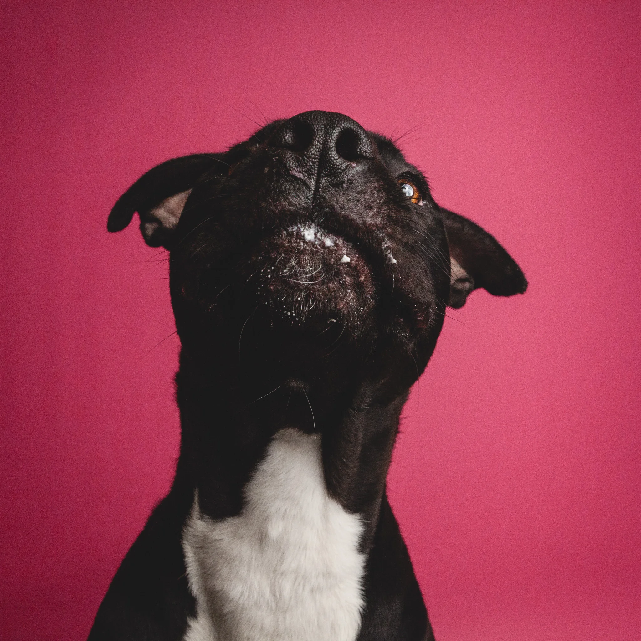 Chicago Pet Photography