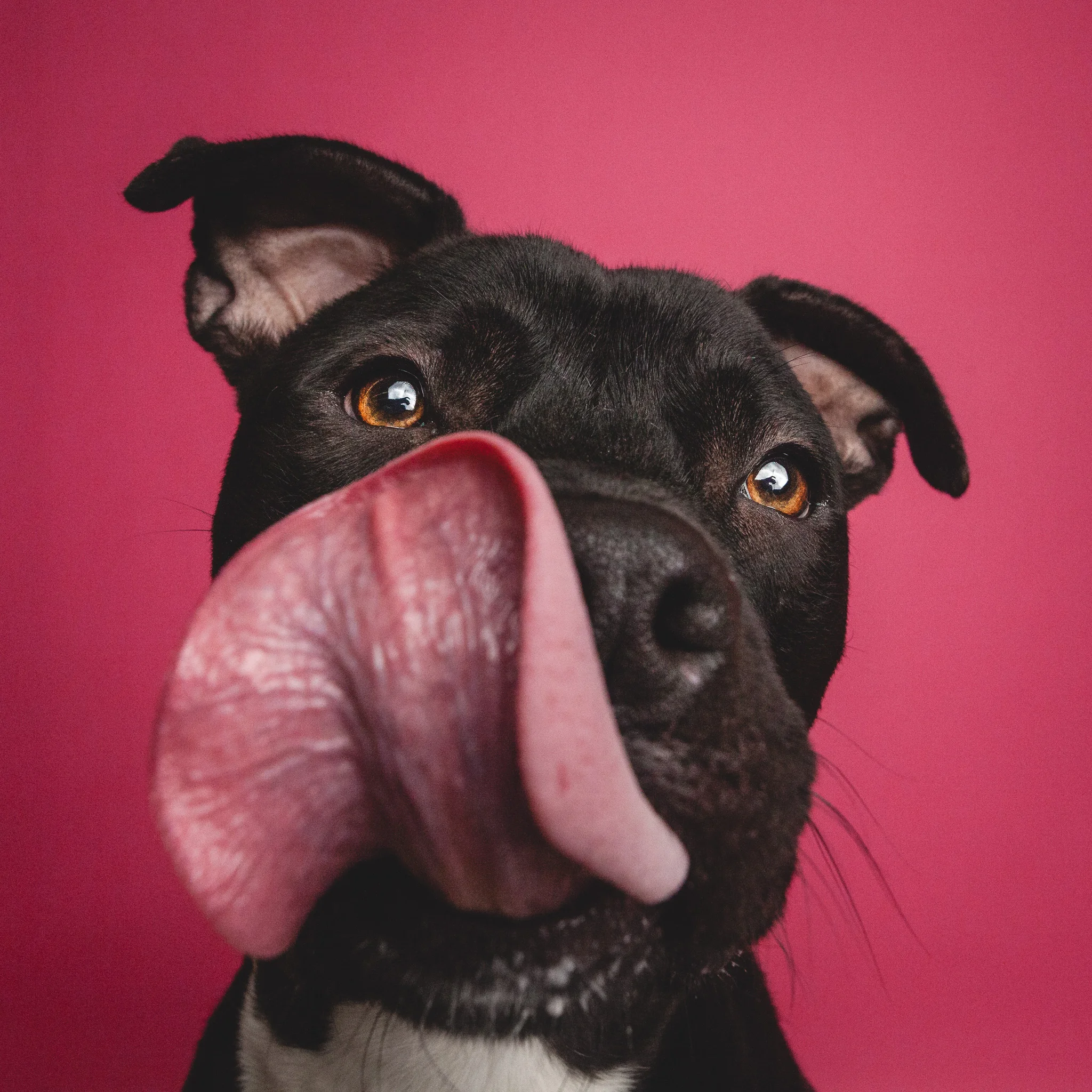 Chicago Dog Photographer