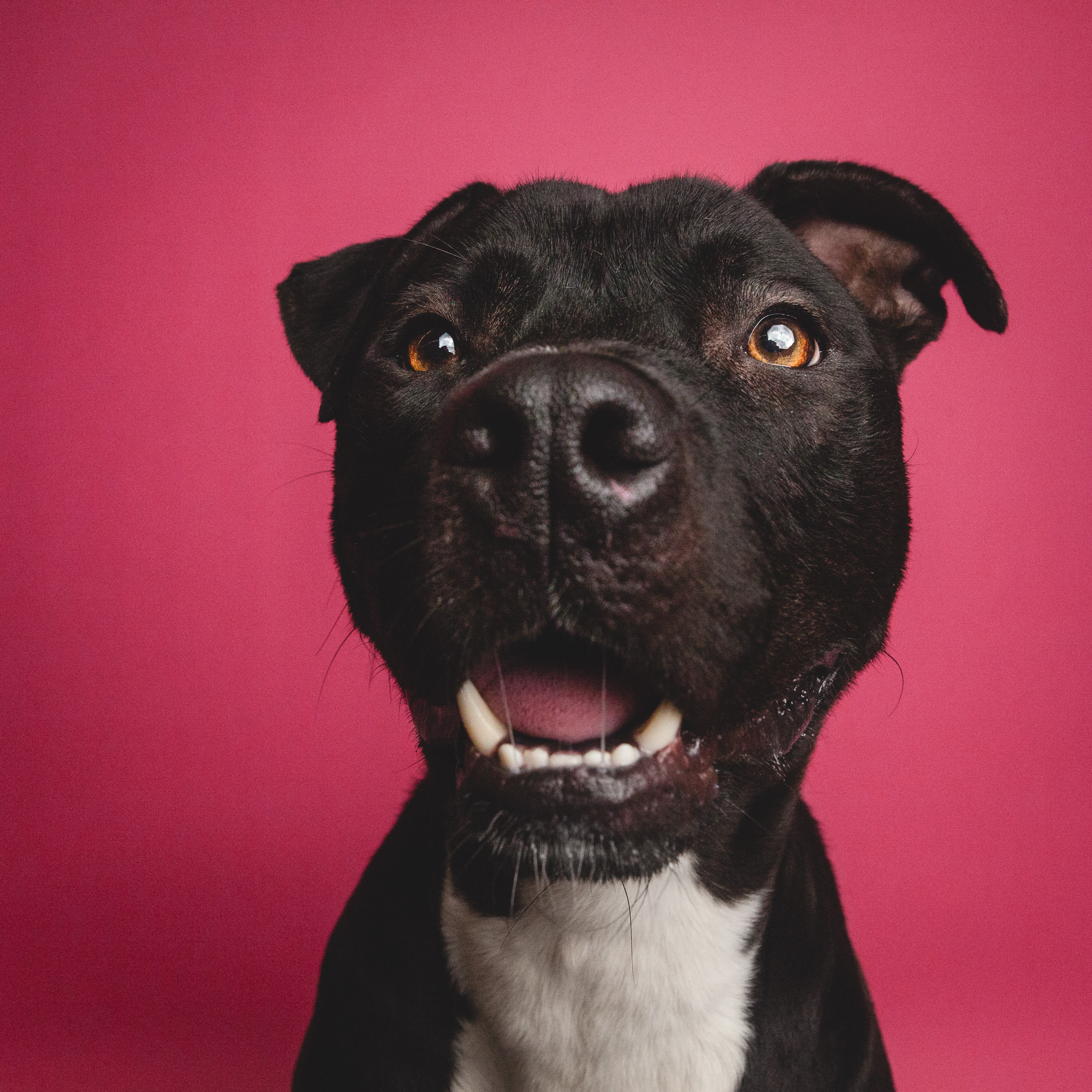 Chicago Pet Photographer