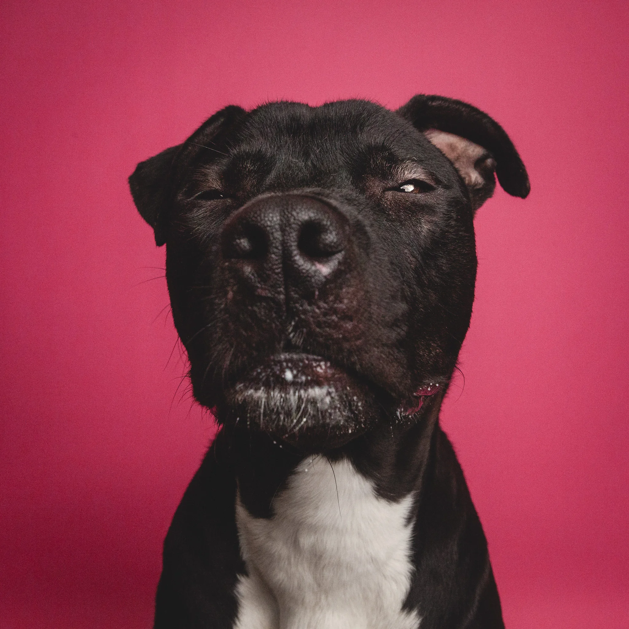 Chicago Pet Photographer