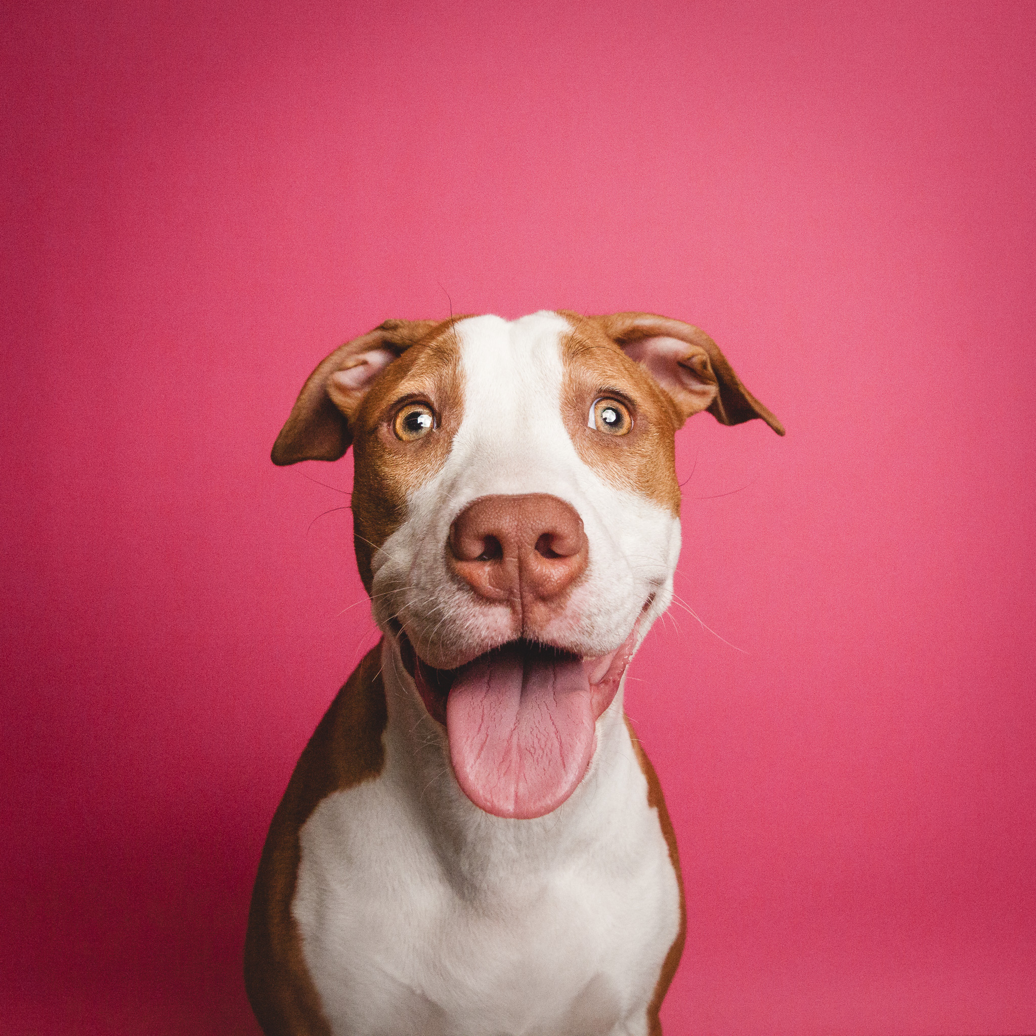 Chicago Dog Photographer