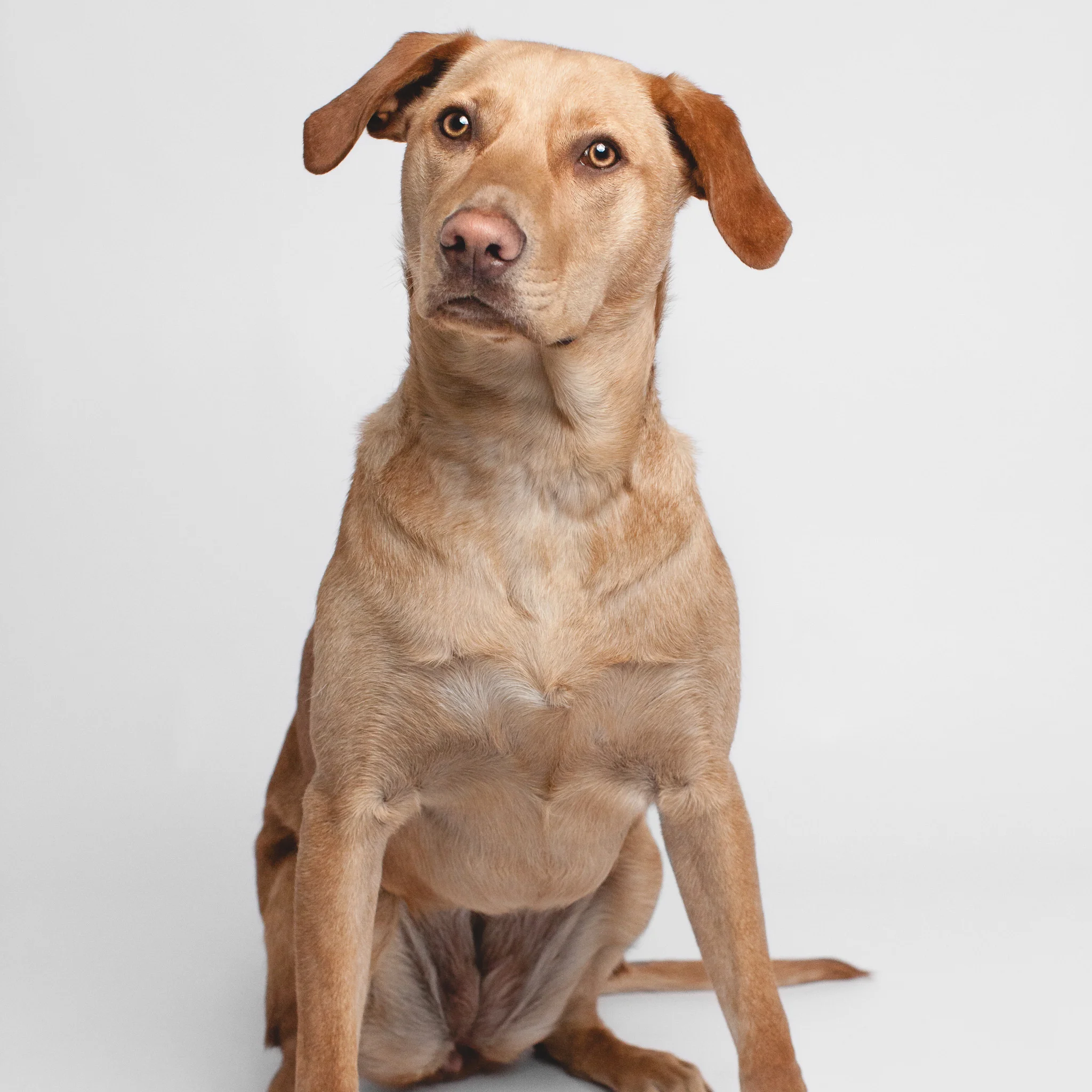 Chicago Pet Photographer