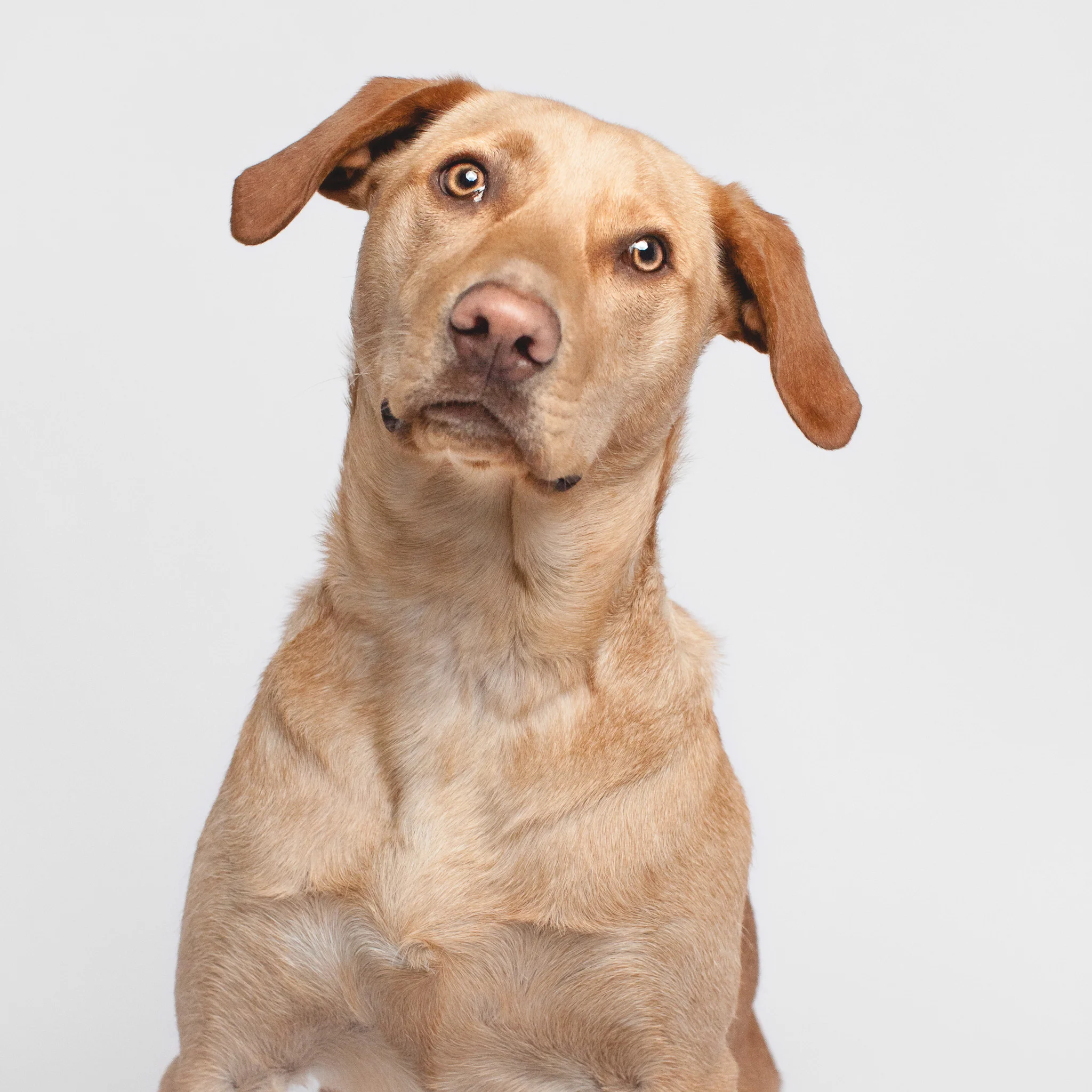 Chicago Dog Photography