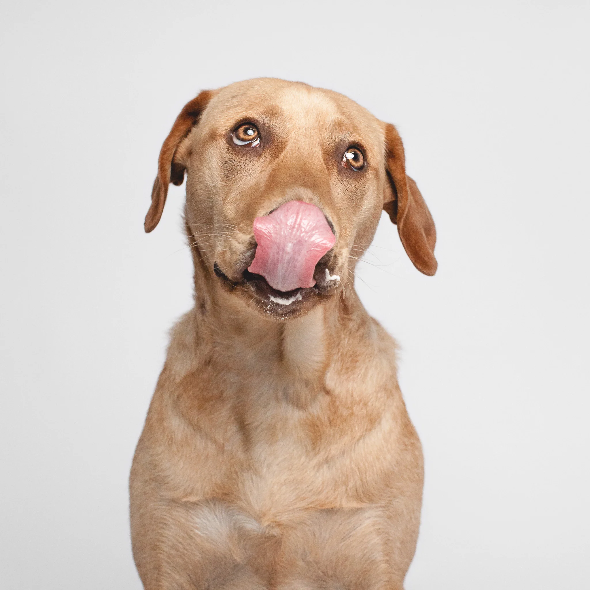 Chicago Dog Portrait