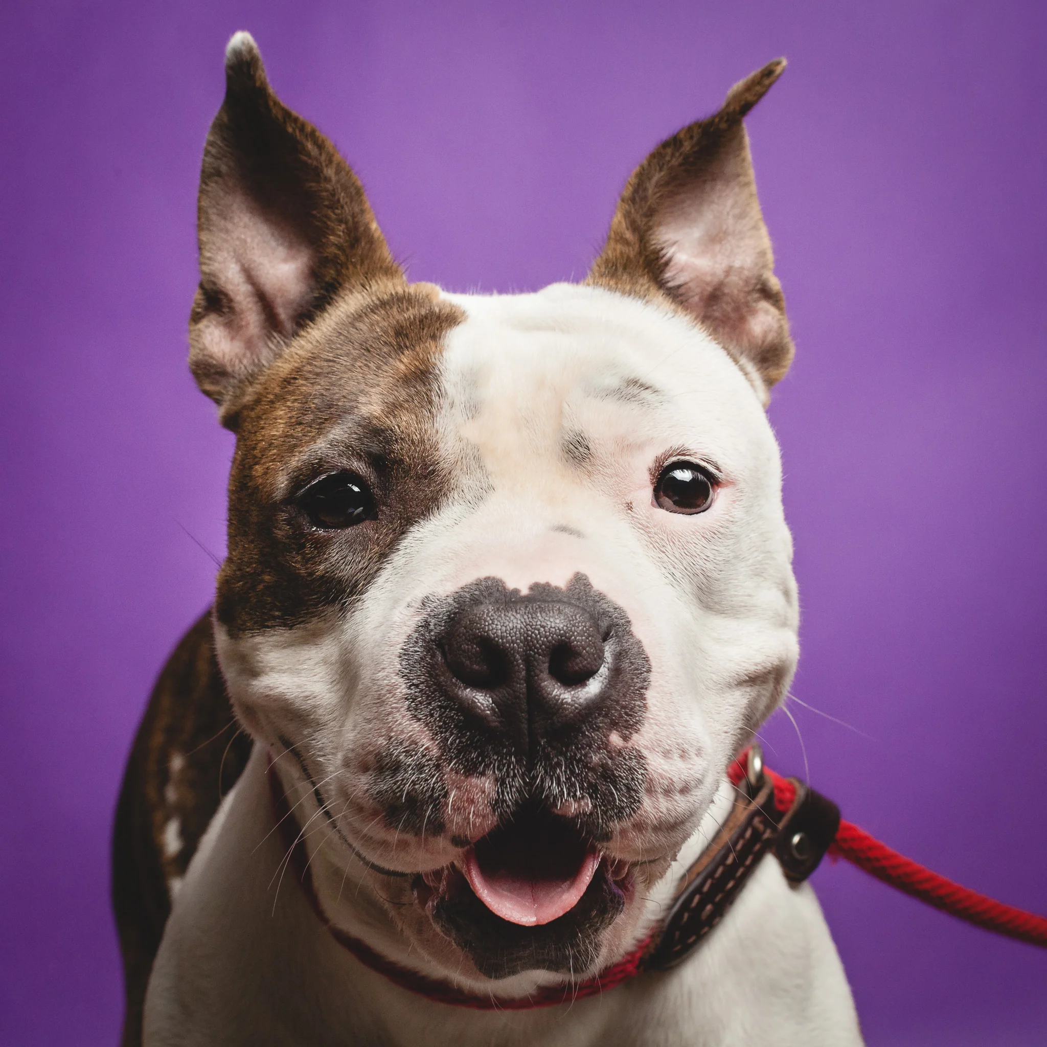 Pit Bull Terrier Mix, Chicago Animal Care and Control