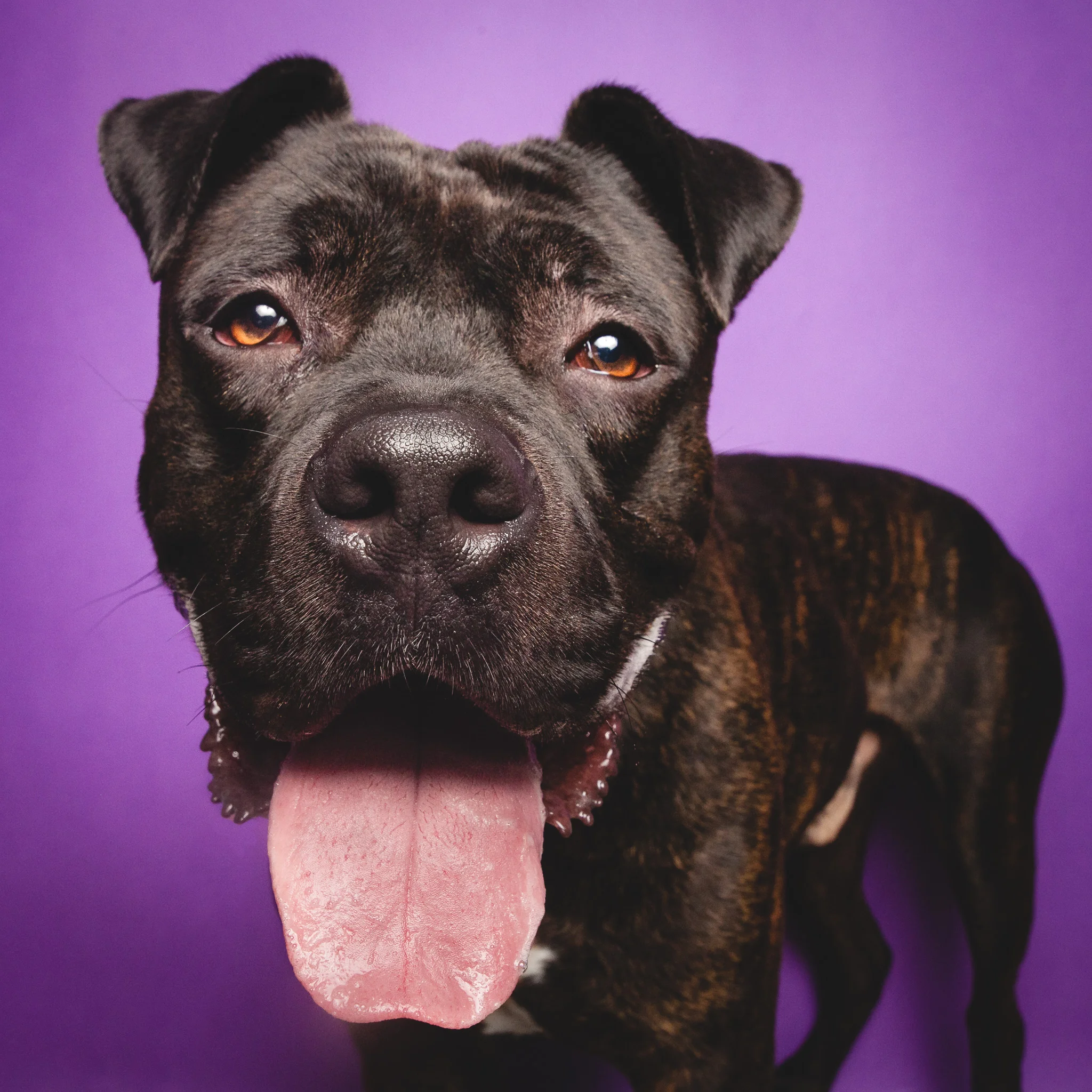 Mastiff Mix, Chicago Animal Care and Control