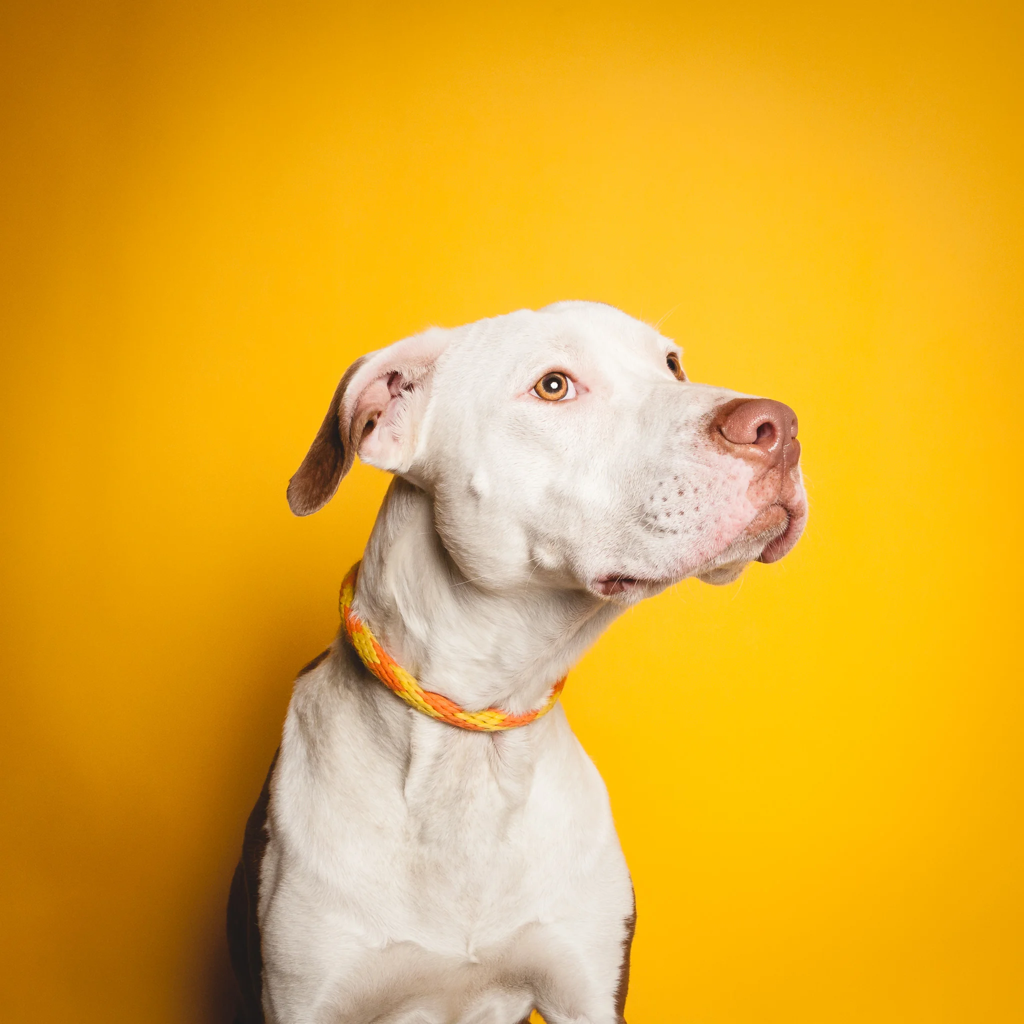 American Pit Bull Terrier, Chicago Animal Care and Control