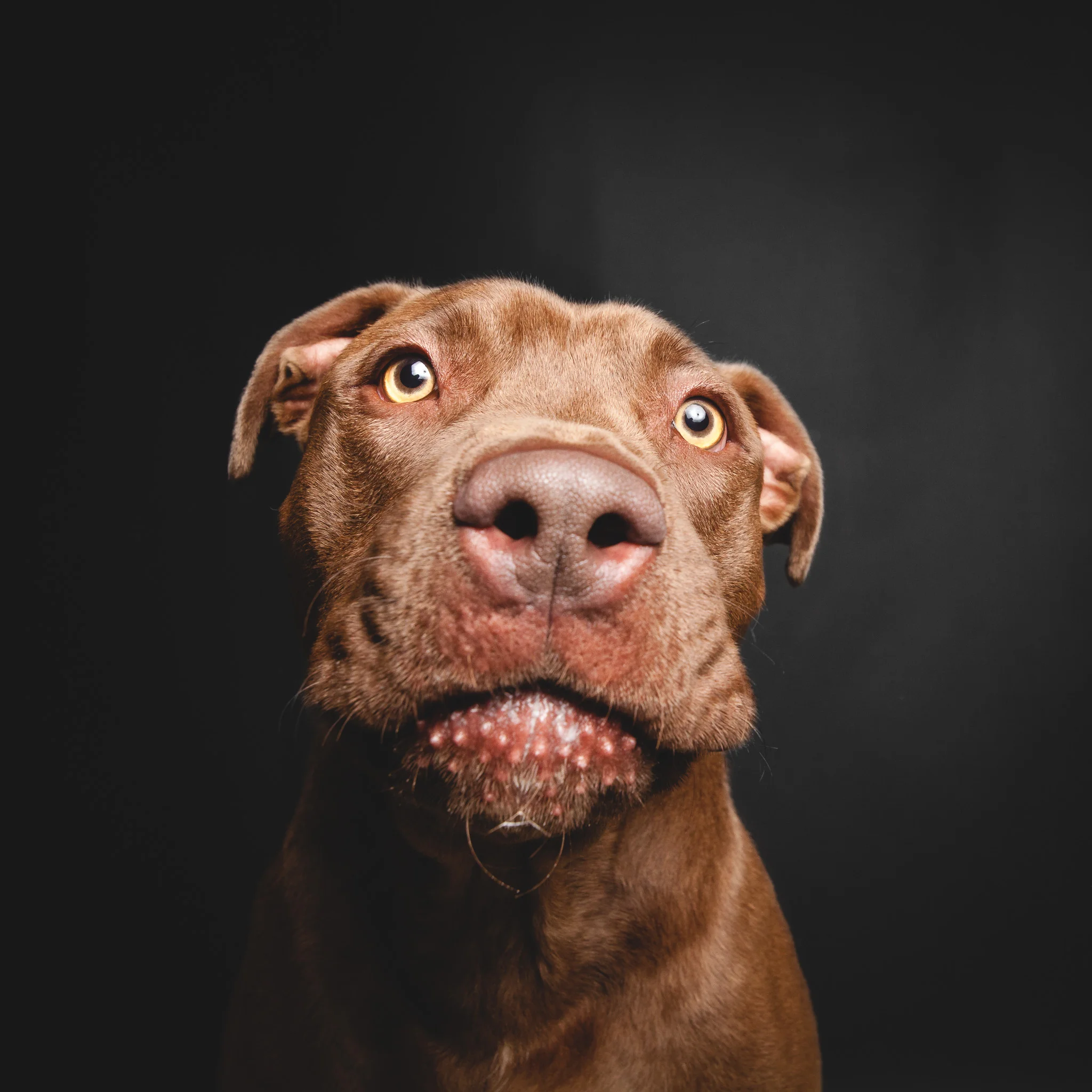 Labrador Retriever Mix, Chicago Animal Care and Control