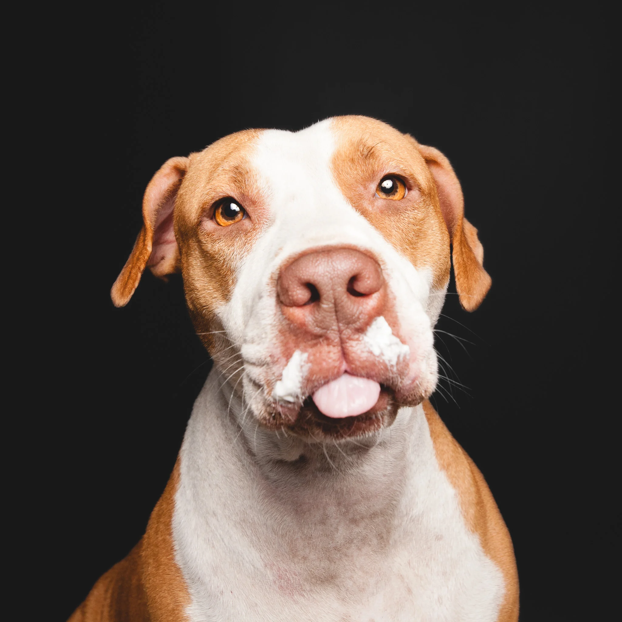 Pit Bull, Chicago Animal Care and Control