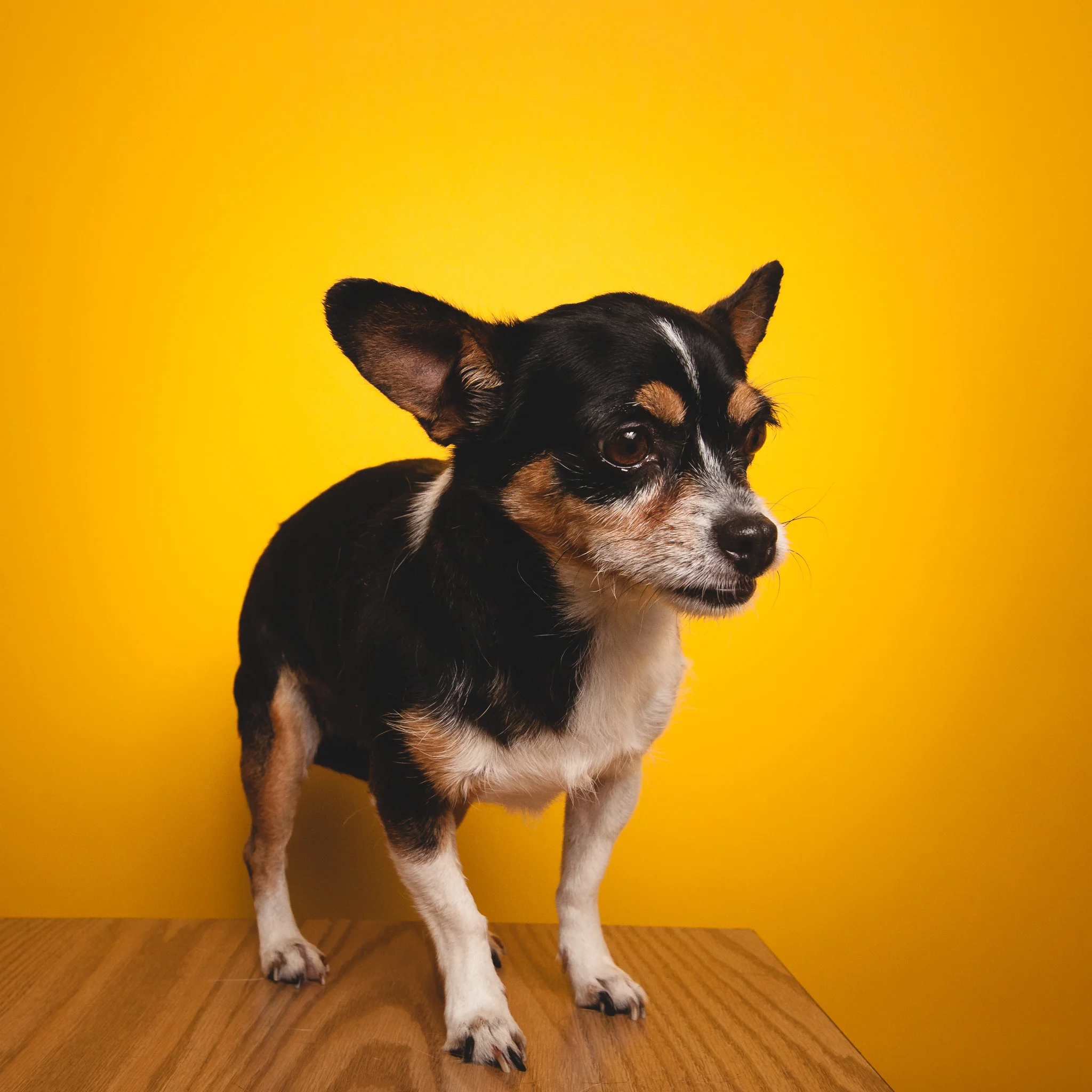 Chihuahua, PAWS Chicago
