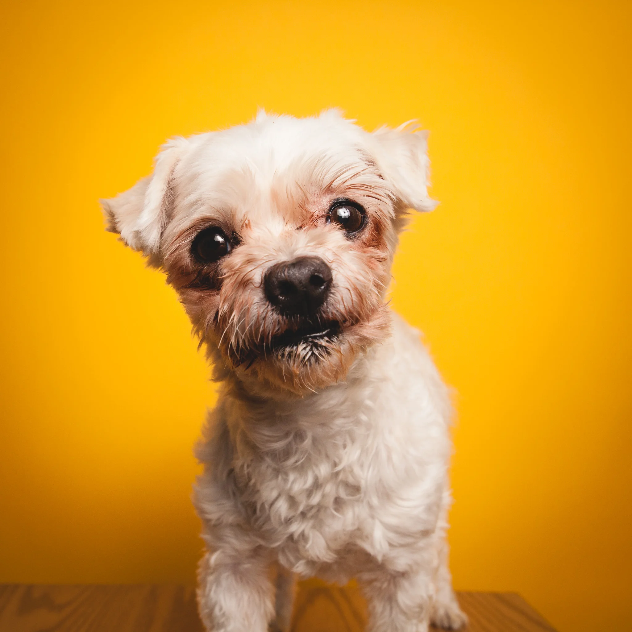Shih Tzu / Poodle Mix, PAWS Chicago