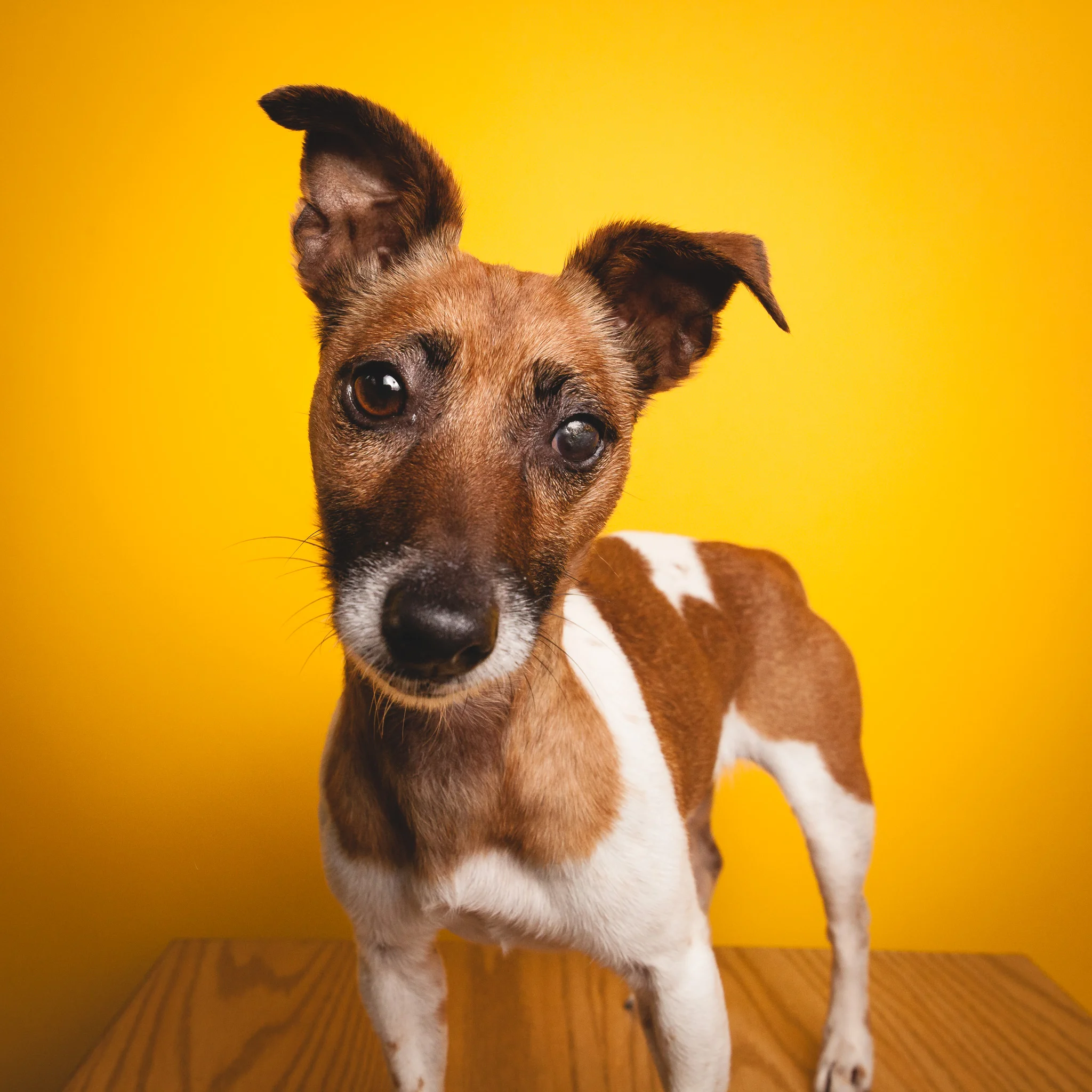 Jack Russell Mix, PAWS Chicago