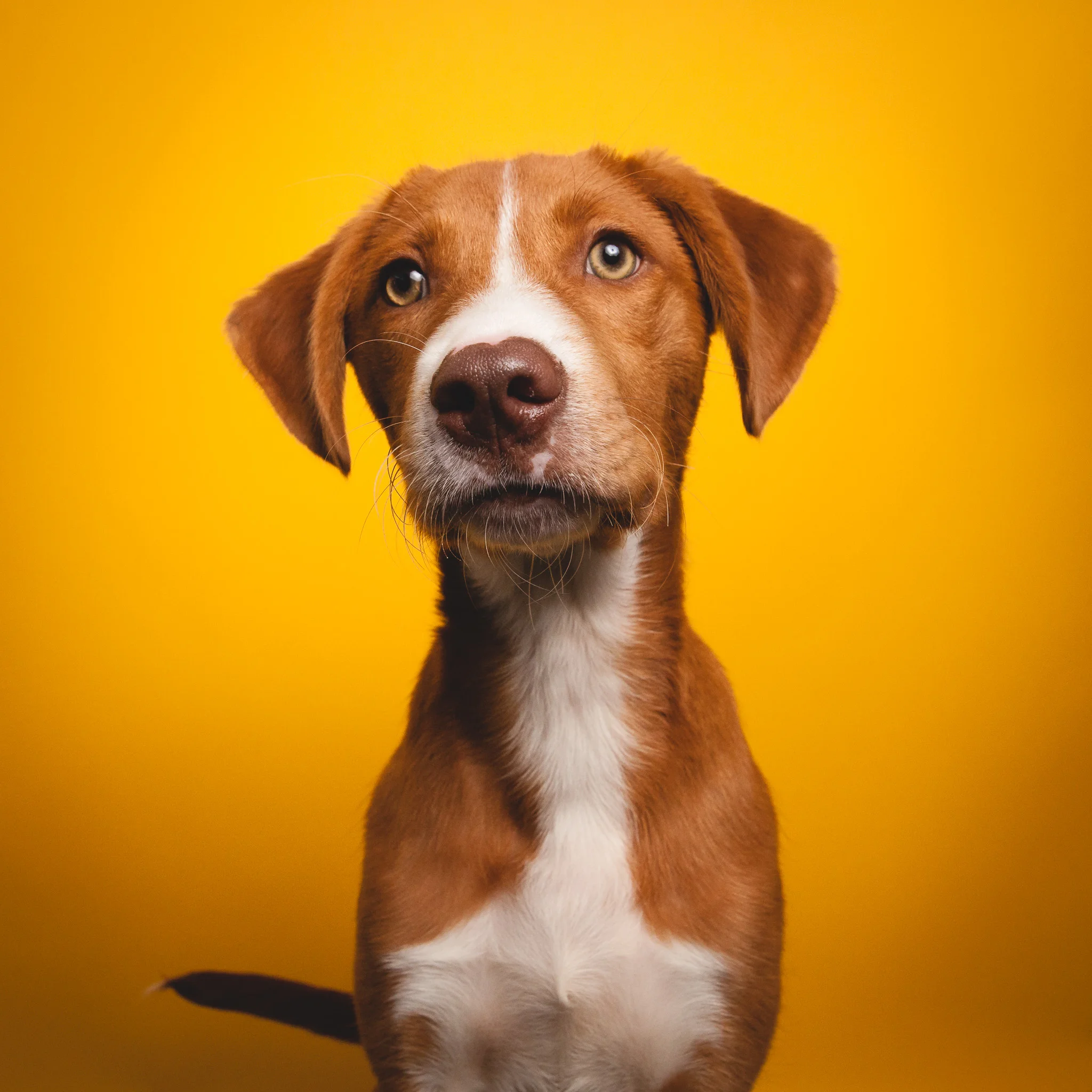 Australian Cattle Dog, PAWS Chicago