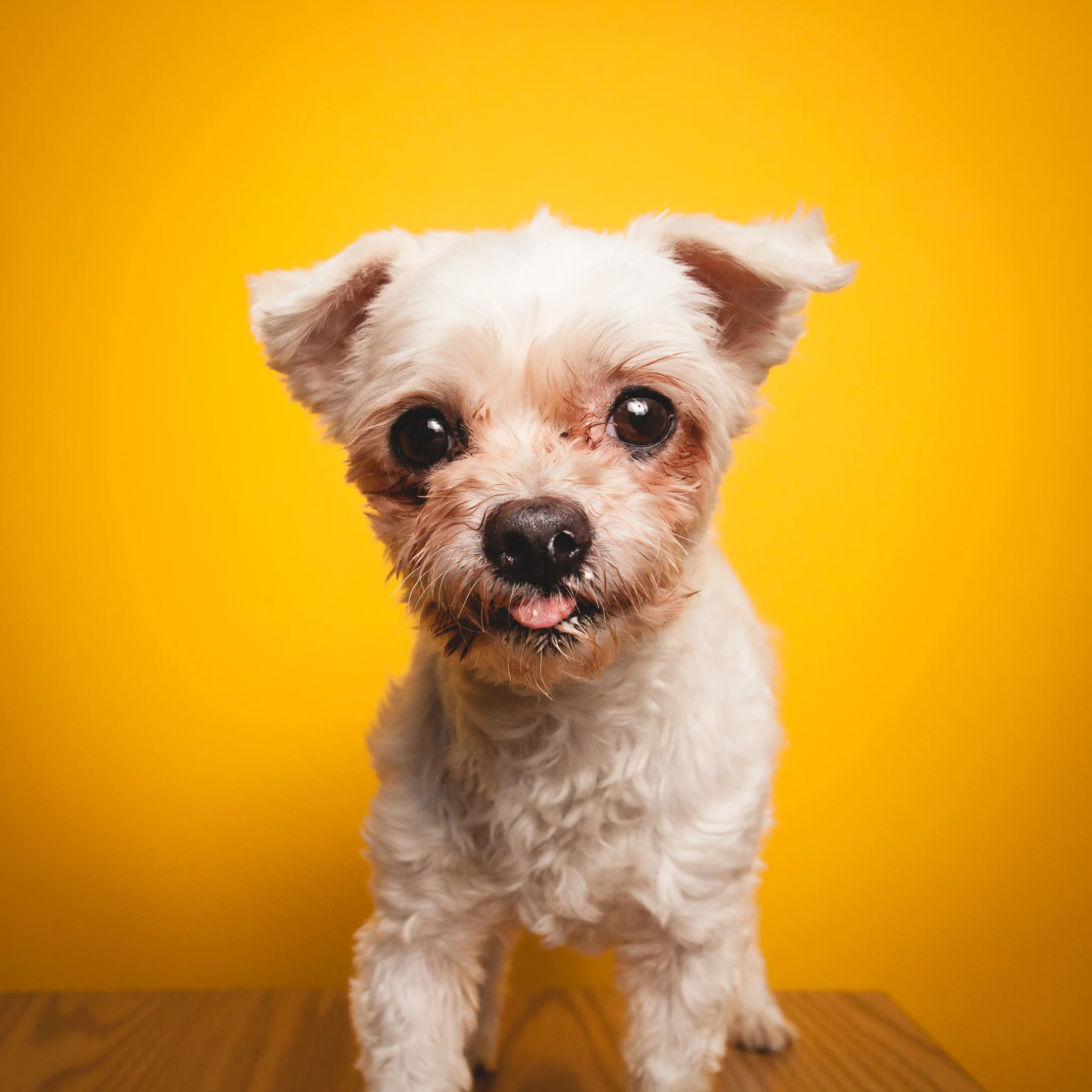 Chicago Pet Photography, PAWS Chicago