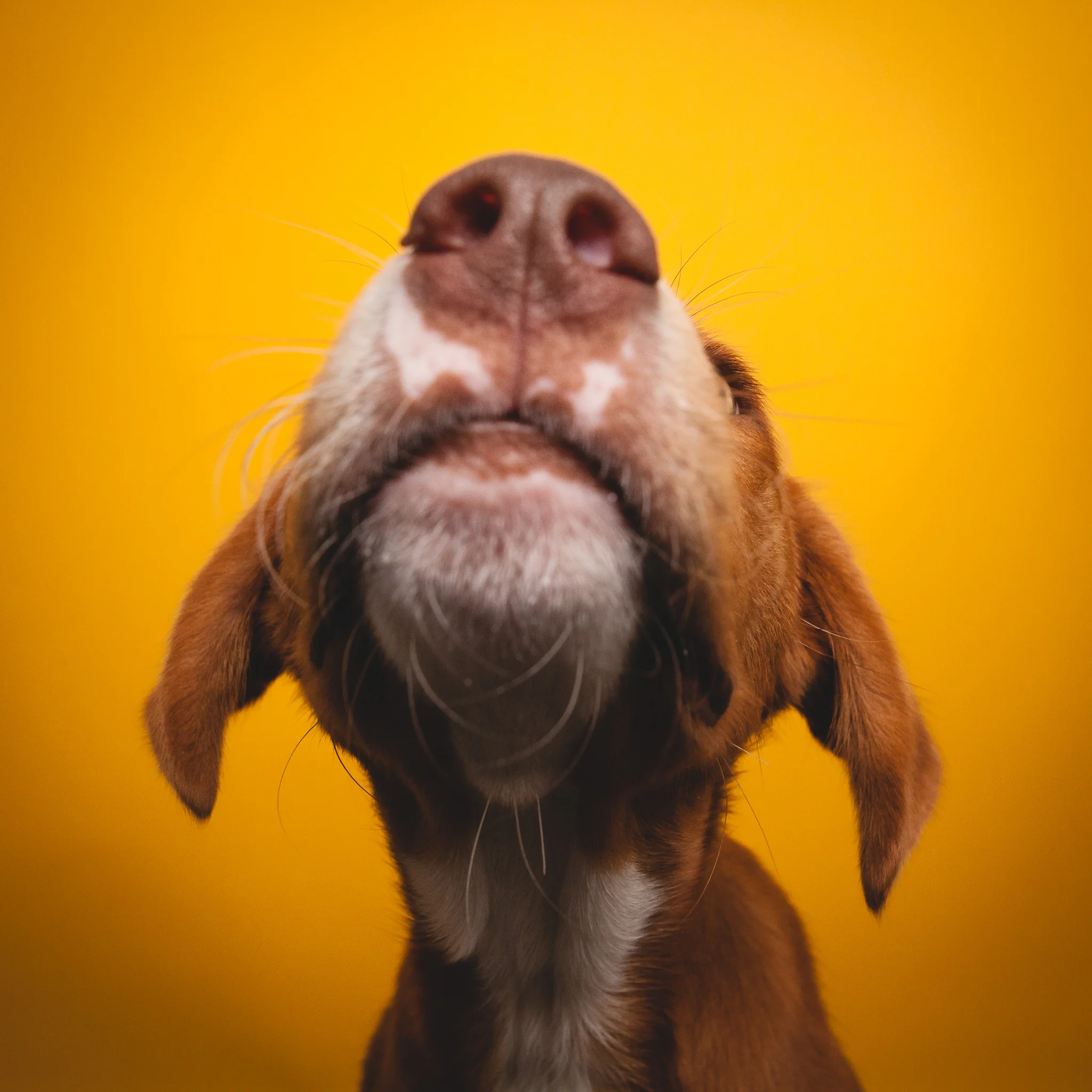Chicago Dog Photographer